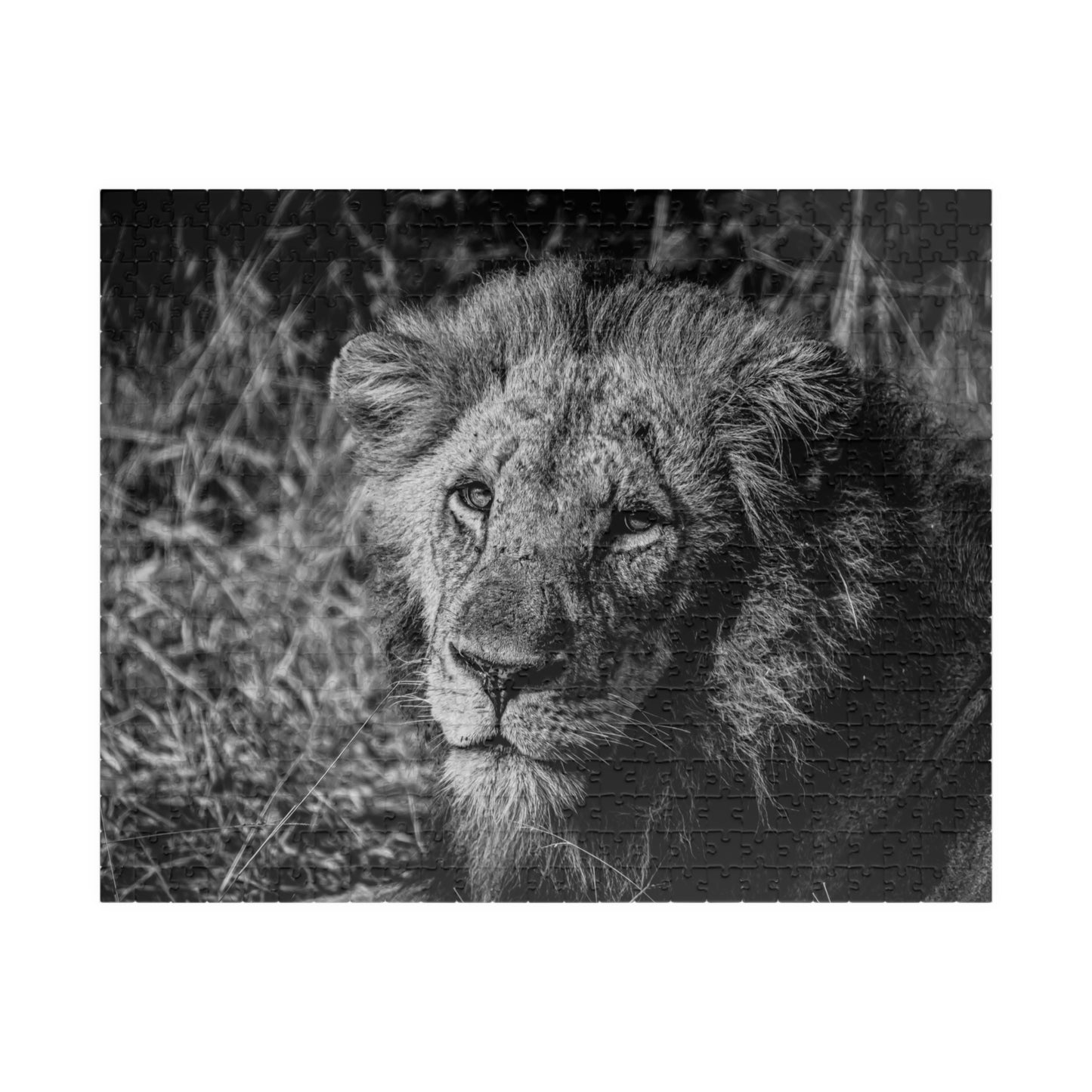 Majestic Old Lion Jigsaw Puzzle B&W