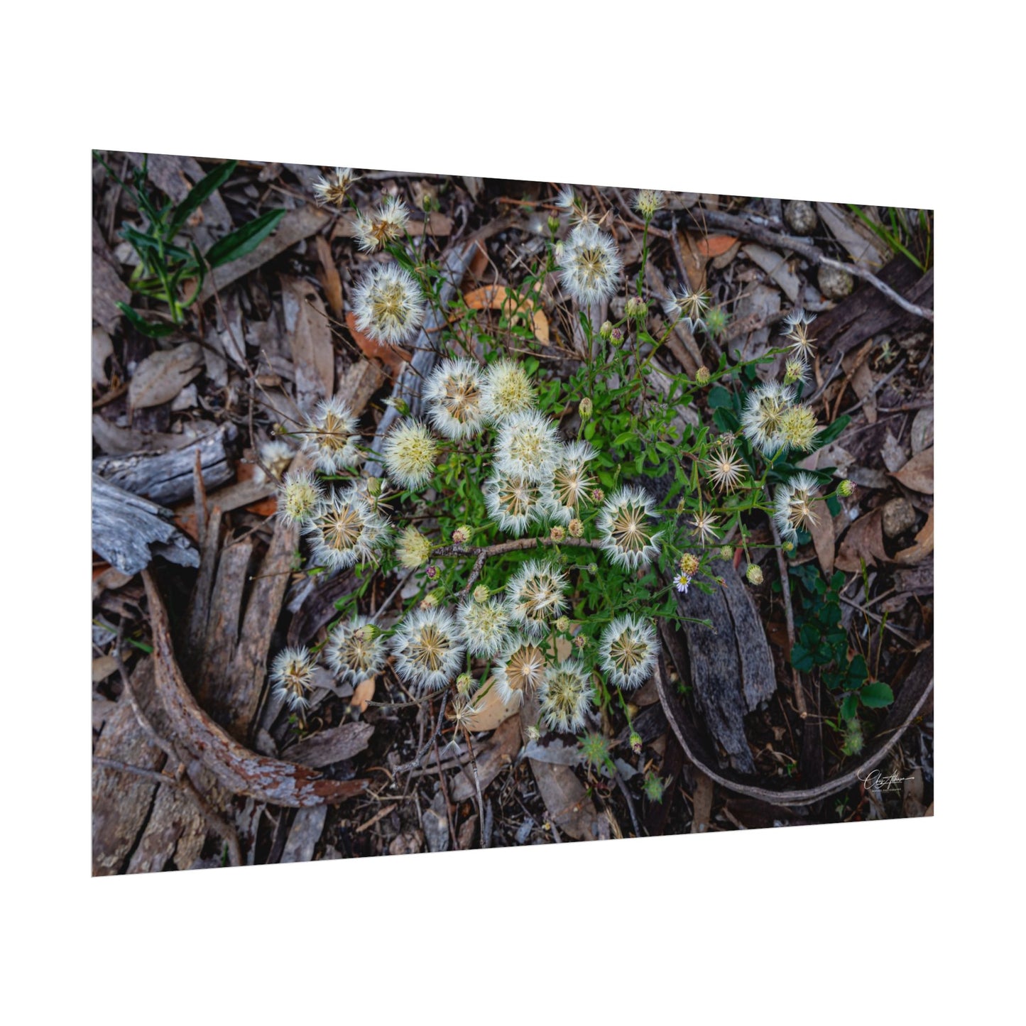 Rolled Posters - Australian Wildflowers