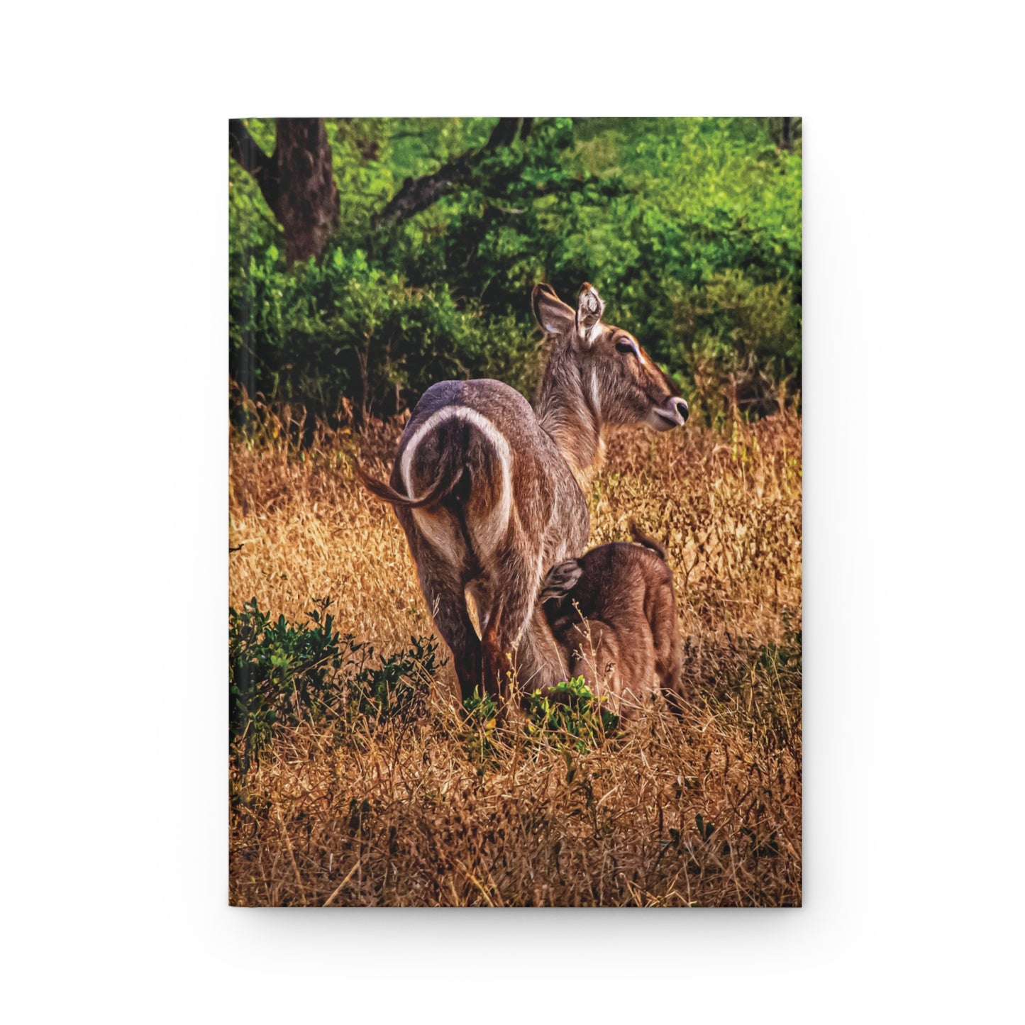 Waterbuck Baby Animal Journal