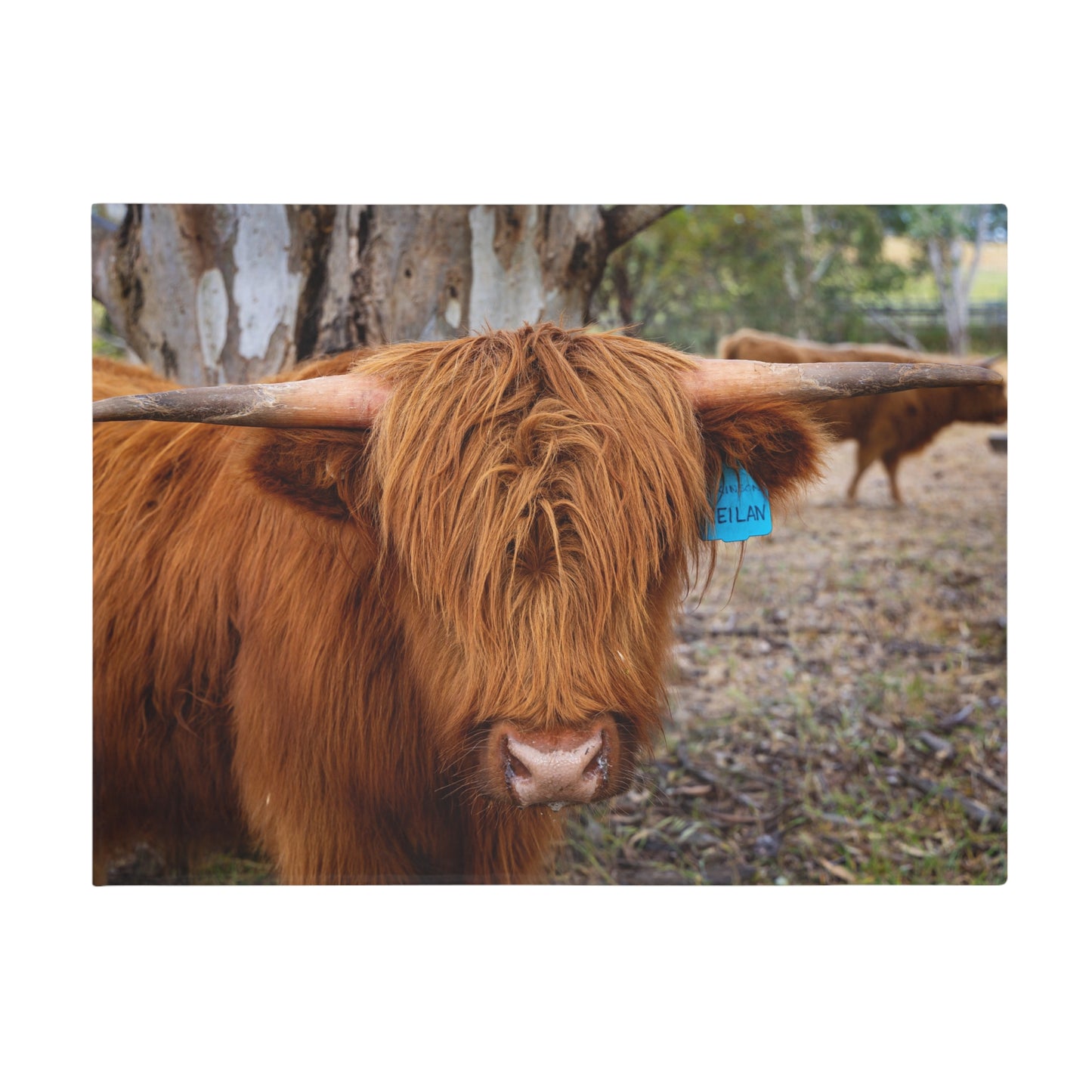 Scottish Highland Blanket 60" × 80"