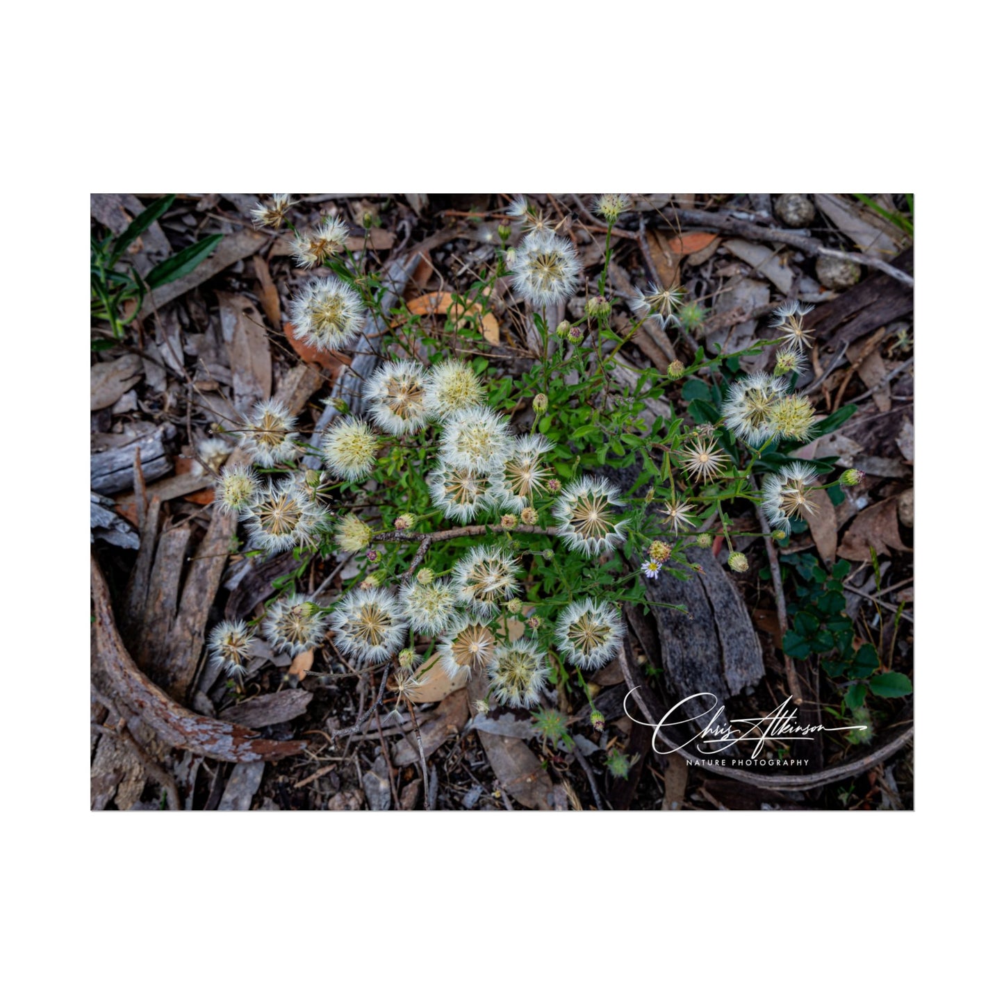Rolled Posters - Australian Wildflowers