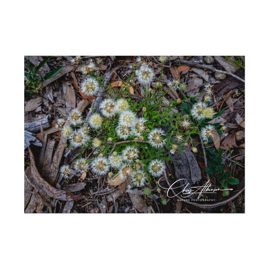 Rolled Posters - Australian Wildflowers 7" x 5" (Horizontal) Fine Art