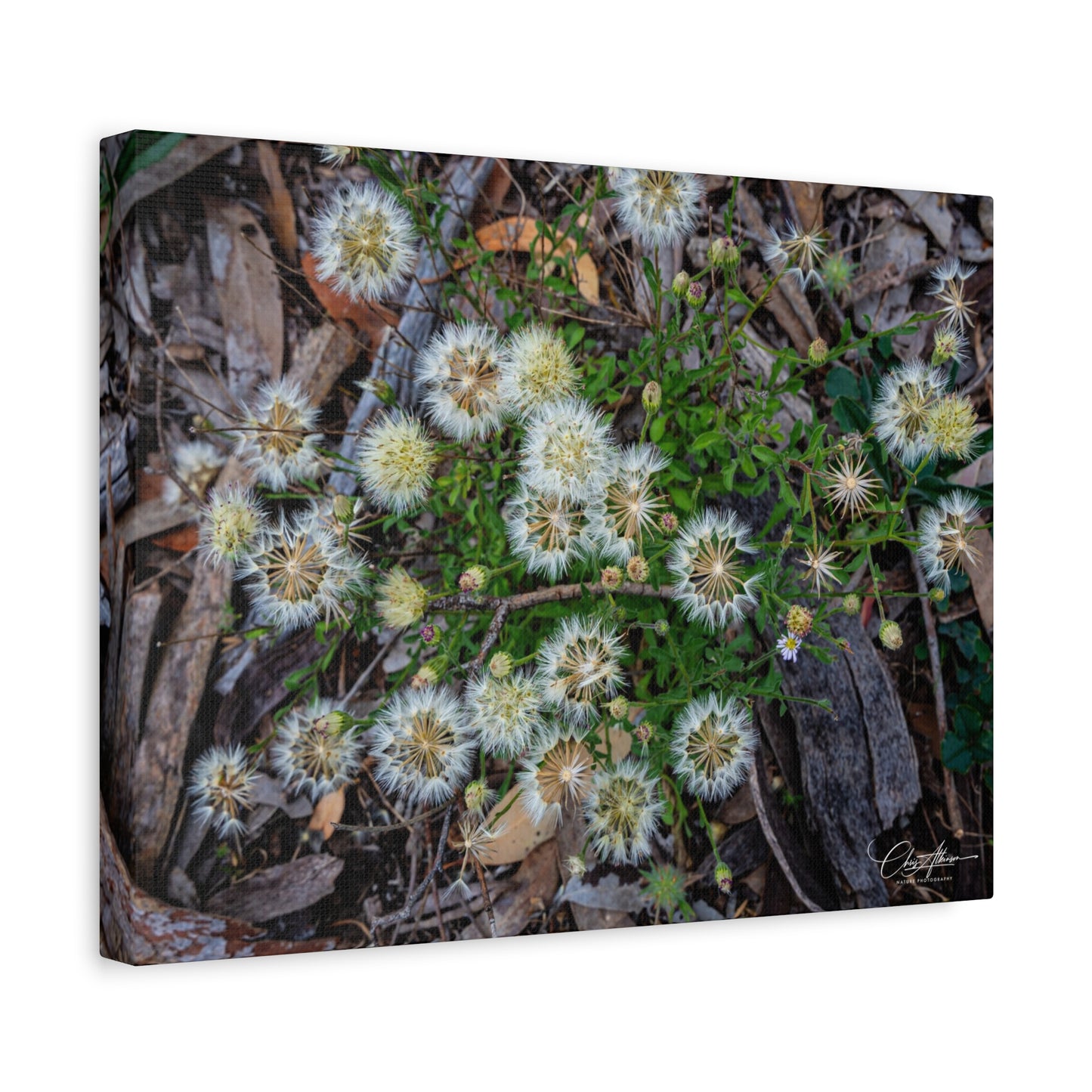 Matte Canvas, Stretched, 1.25" - Australian Wildflowers