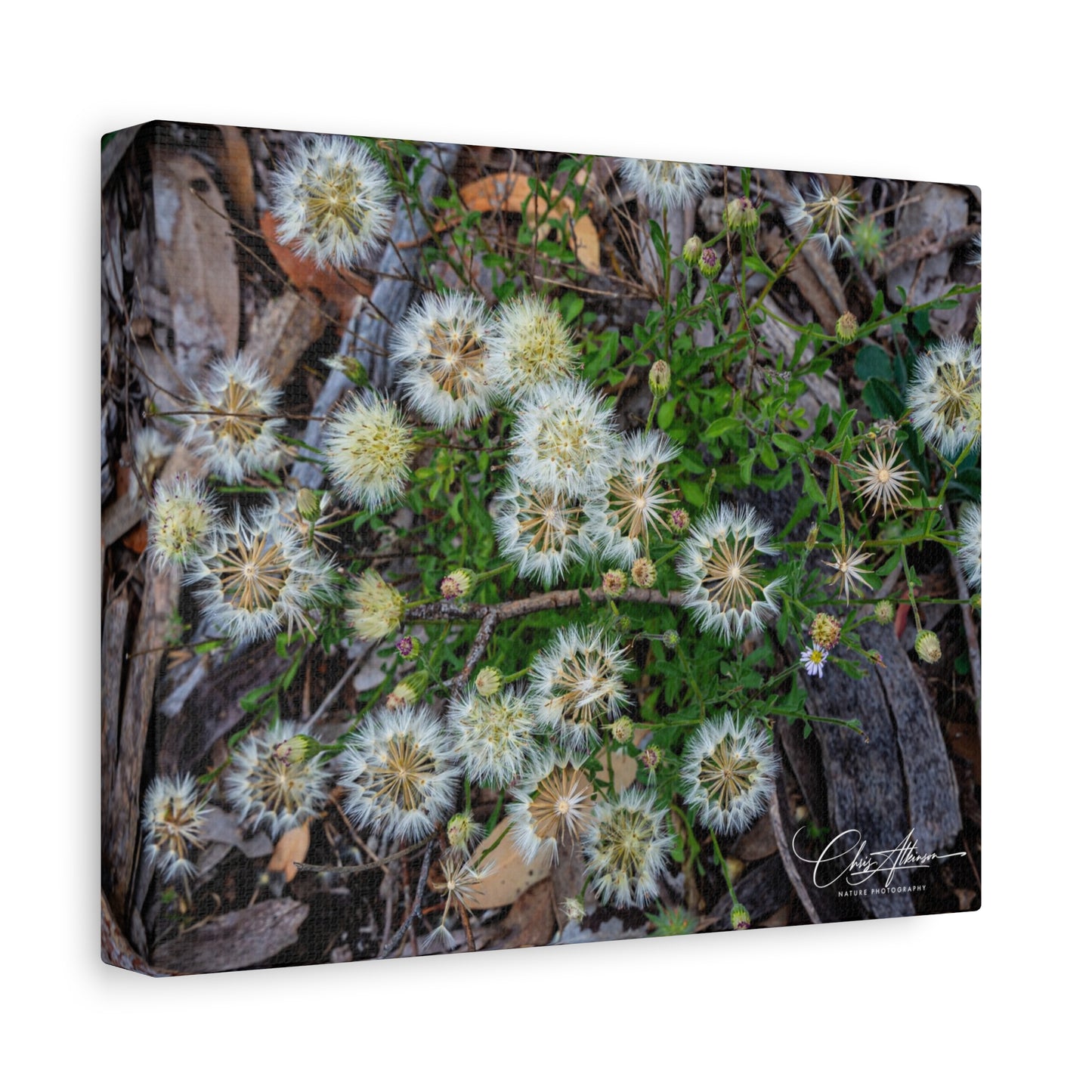 Matte Canvas, Stretched, 1.25" - Australian Wildflowers
