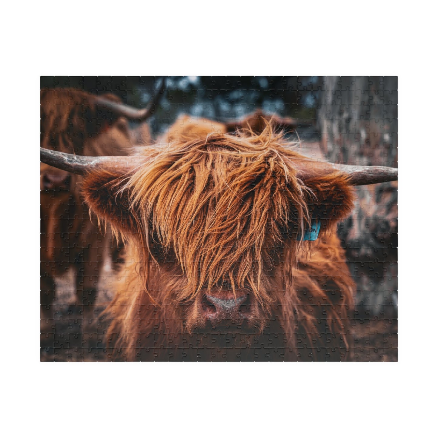 Scottish Highland Cattle Puzzle