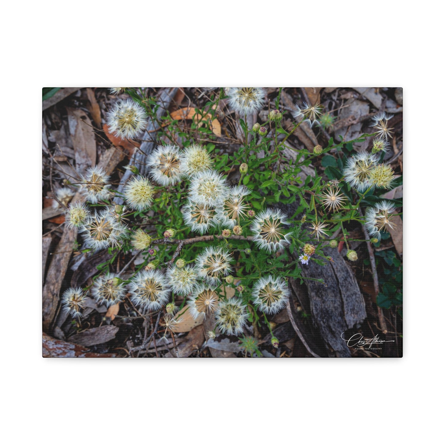 Matte Canvas, Stretched, 1.25" - Australian Wildflowers 16″ x 12″ (Horizontal) 1.25"