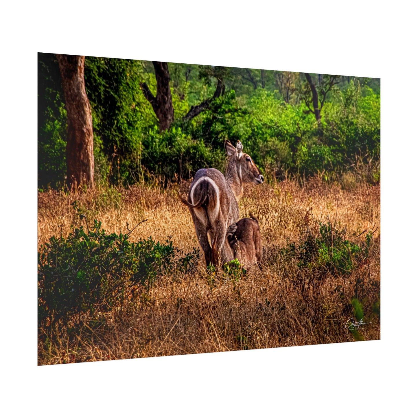 Waterbuck Baby Animal Posters