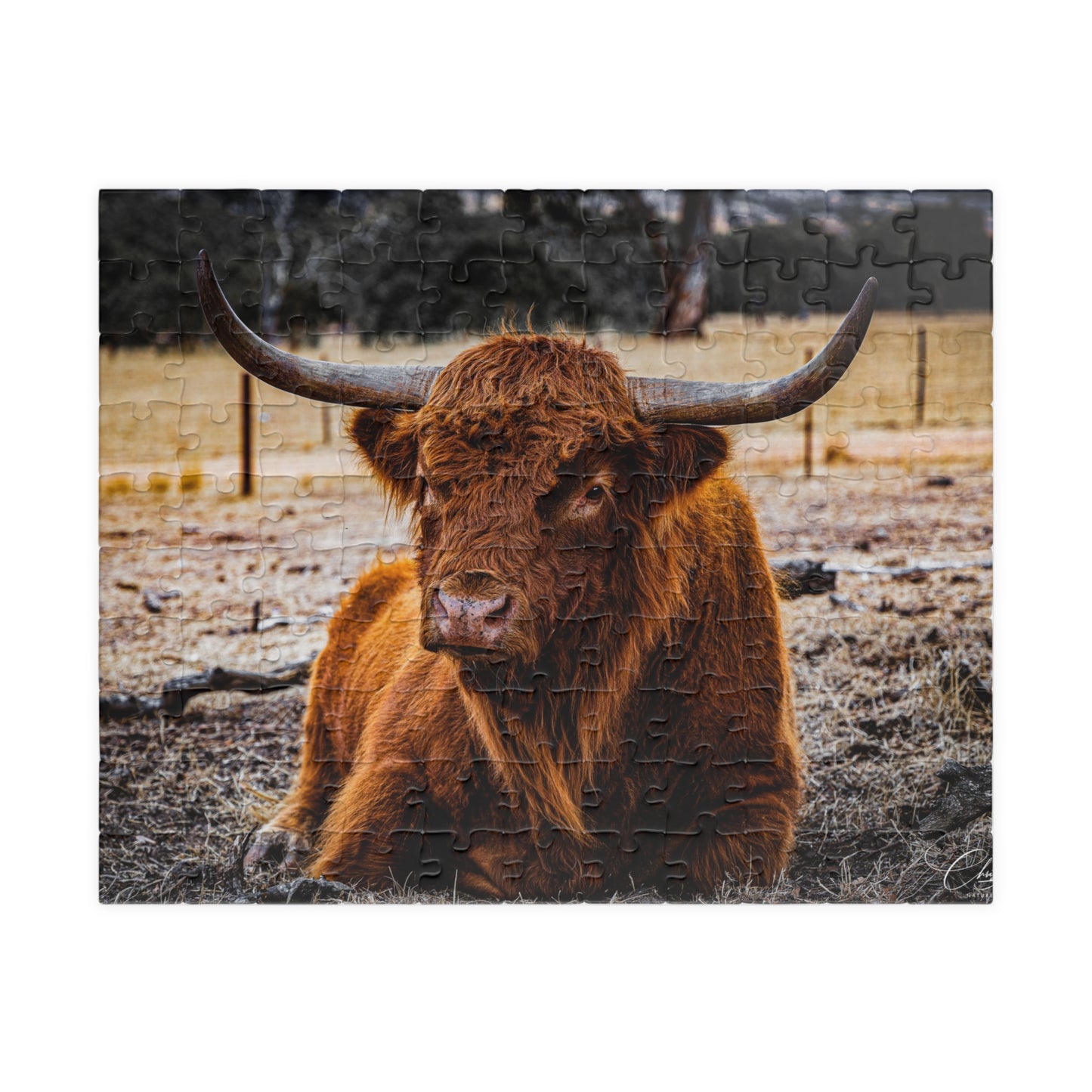 Scottish Highland Cattle Puzzle 110 pcs (Horizontal)