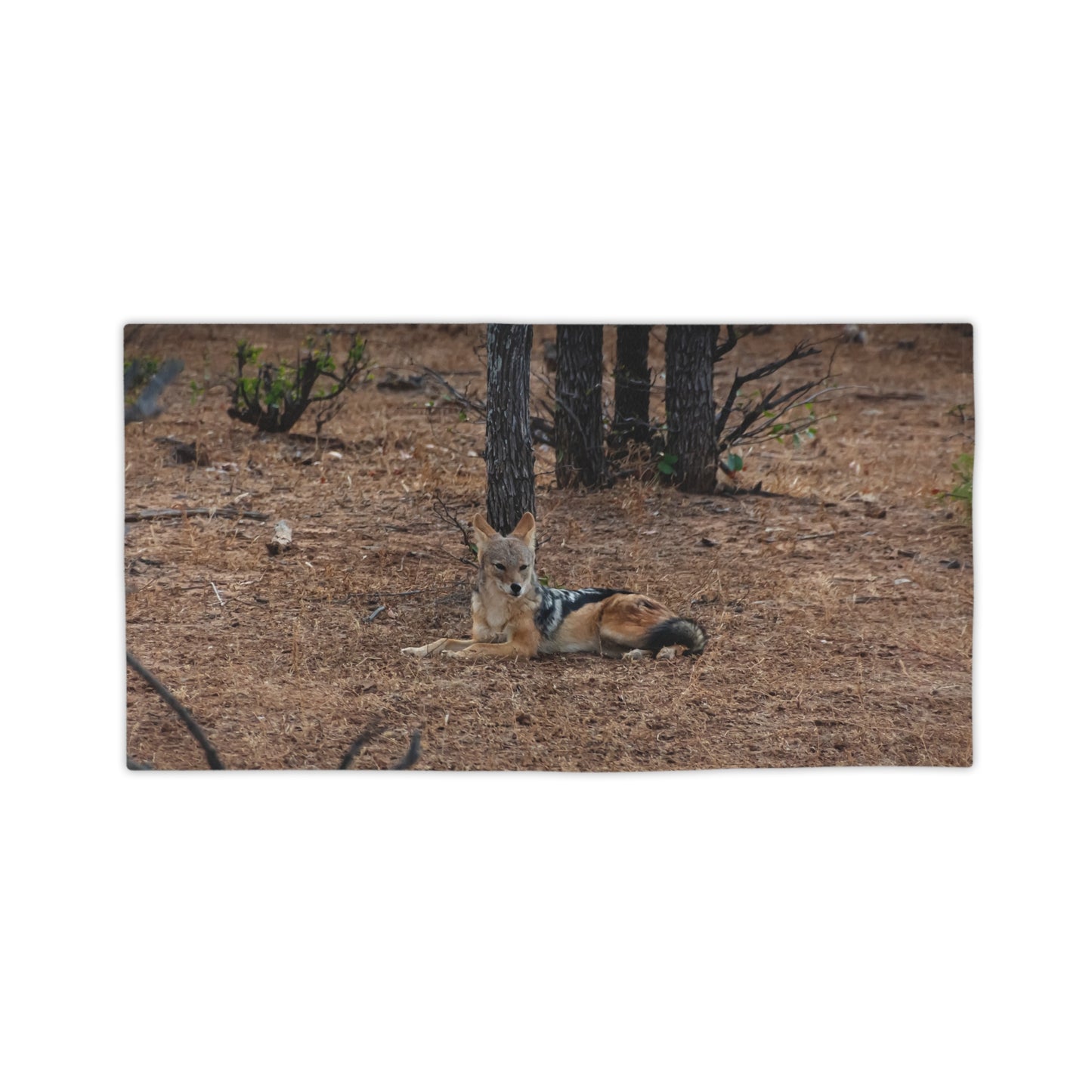 Black-Backed Jackal Beach Towels 24" x 44"