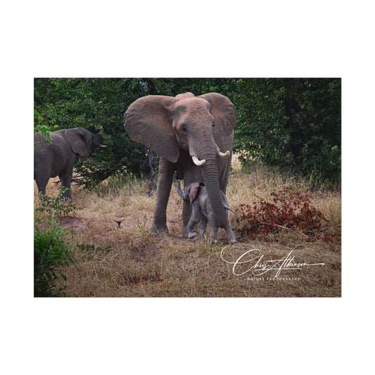 Rolled Posters - Elephant and Baby 7" x 5" (Horizontal) Fine Art