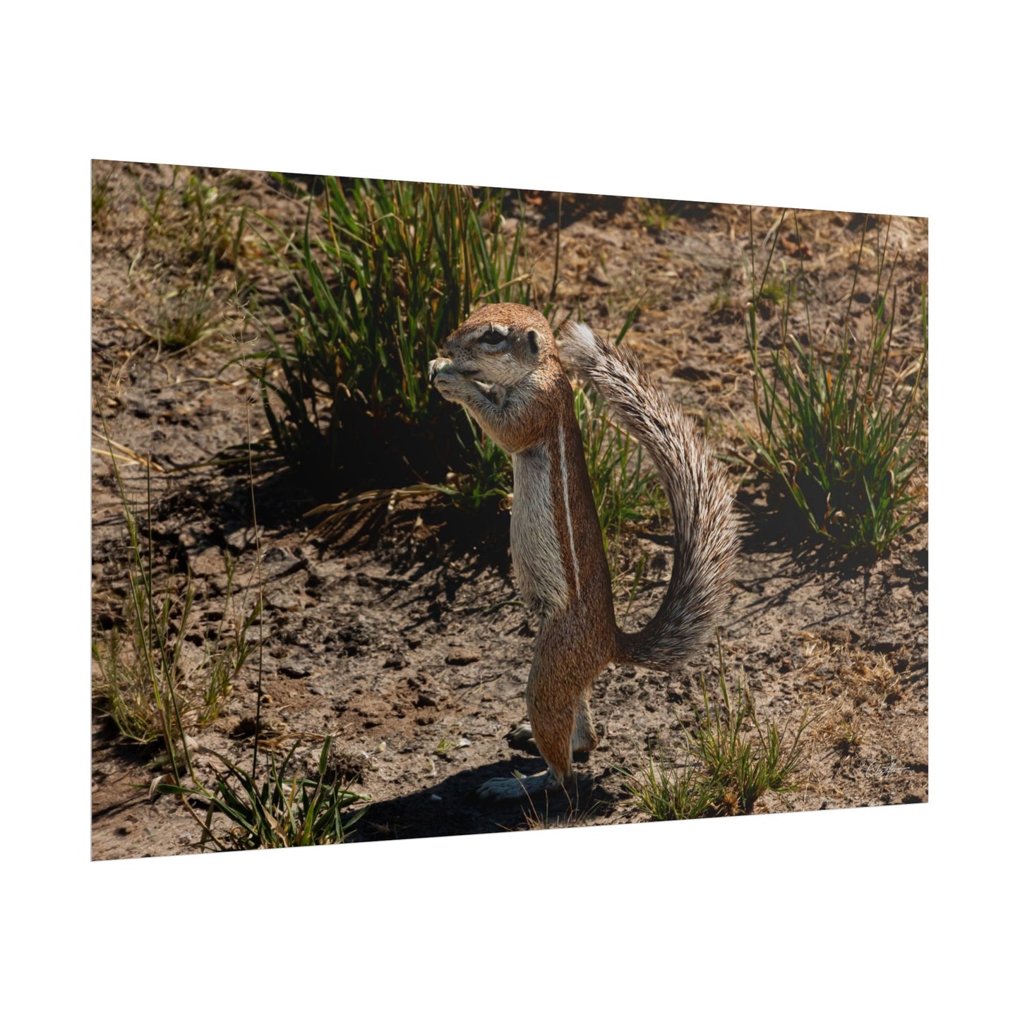 Rolled Posters - Ground Squirrel