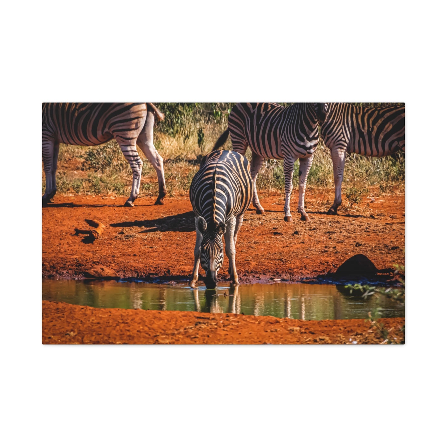 Zebra Nature Print Canvas Print 36″ x 24″ (Horizontal) 1.25"