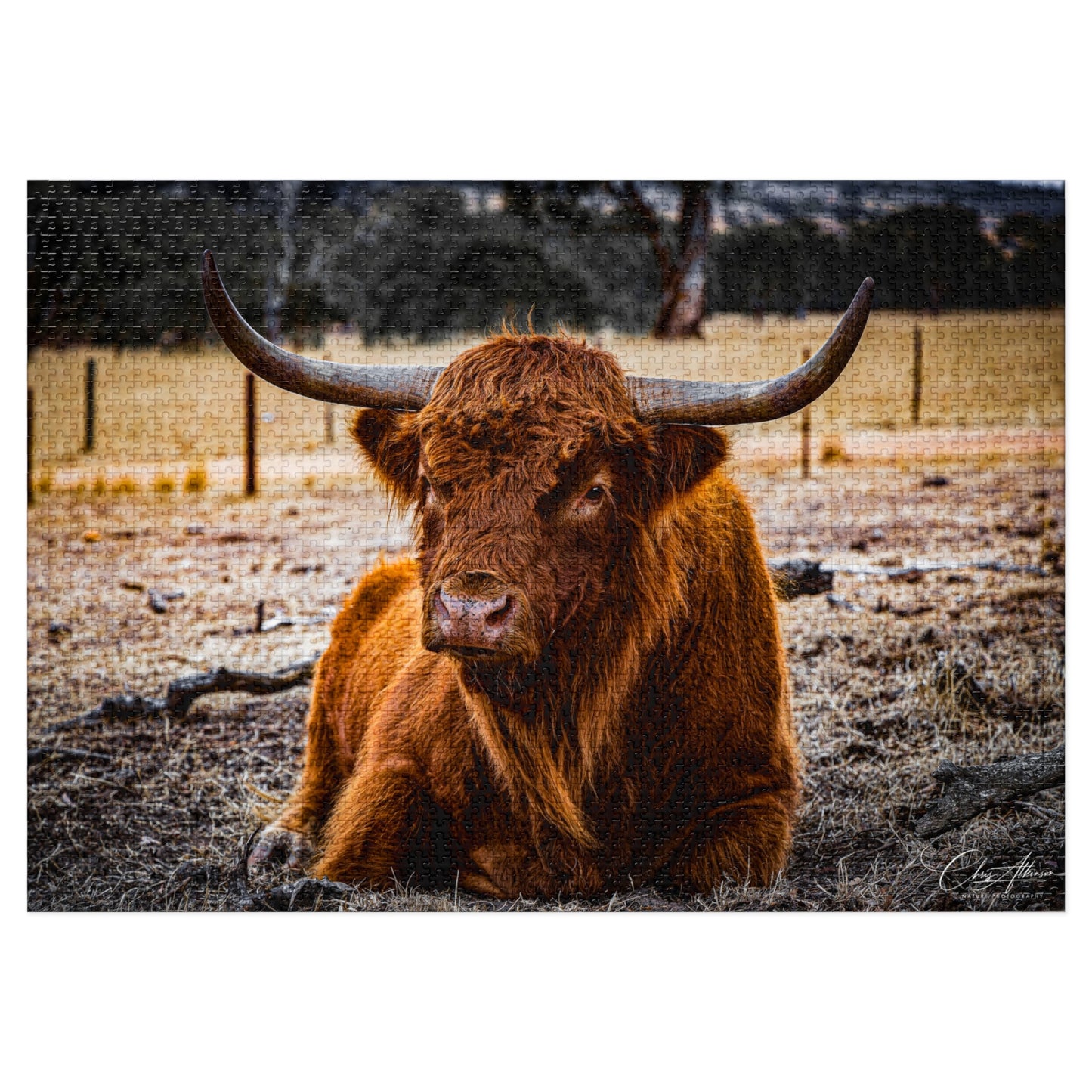 Scottish Highland Cattle Puzzle with Tin 40" x 28" (2000 pcs)