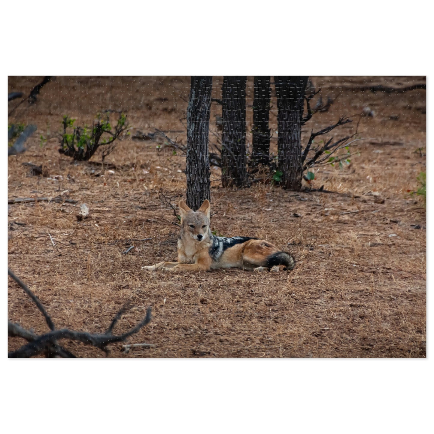 Jackal Photo Jigsaw Puzzle with Tin