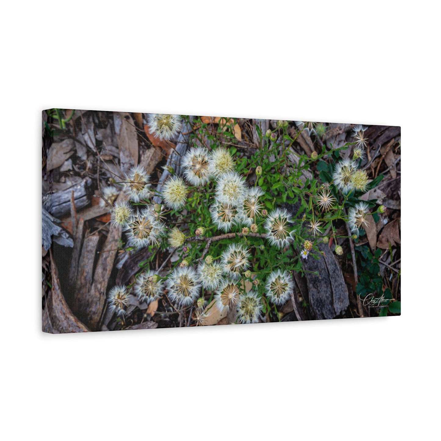 Matte Canvas, Stretched, 1.25" - Australian Wildflowers