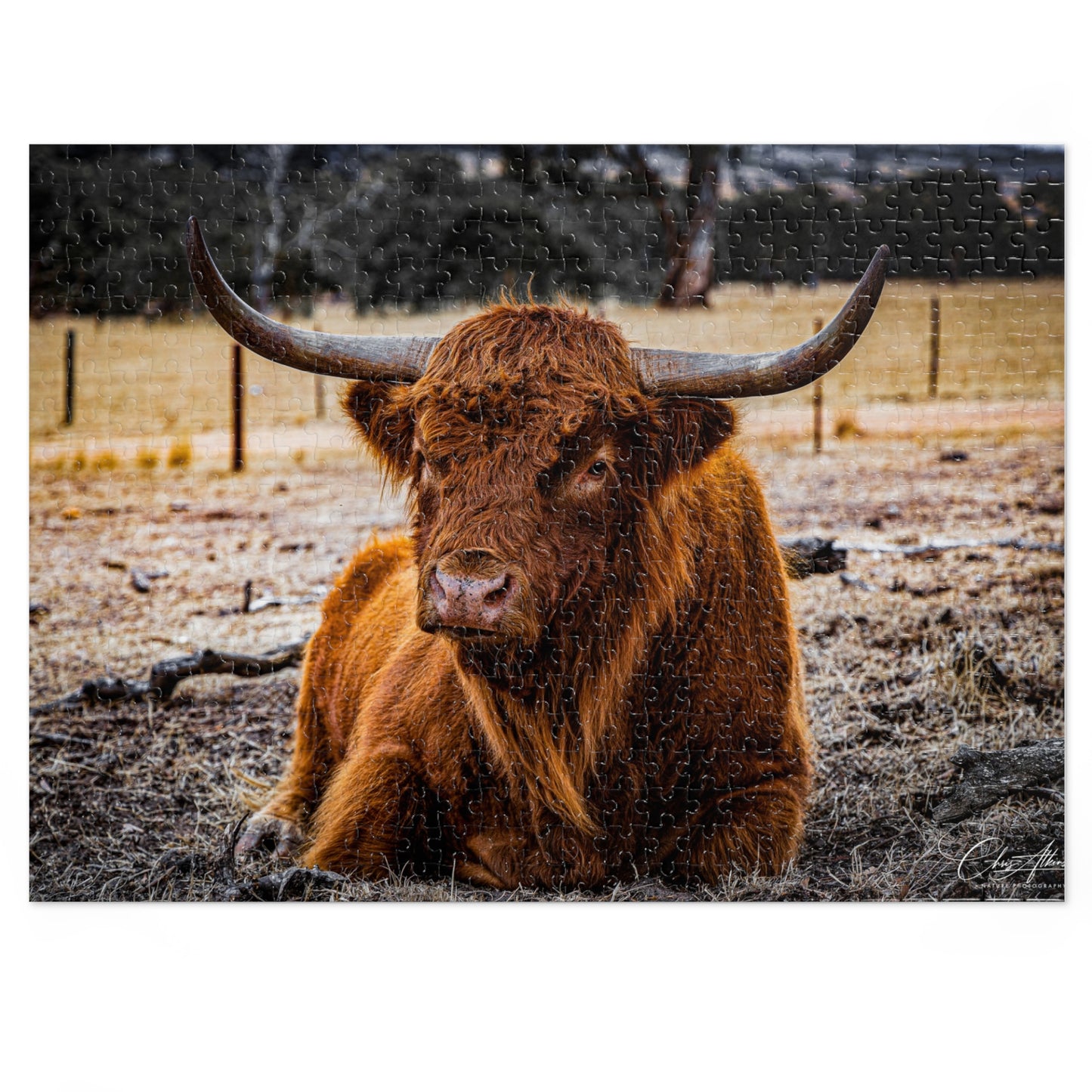 Scottish Highland Cattle Puzzle with Tin 21" × 15.5" (500 pcs)