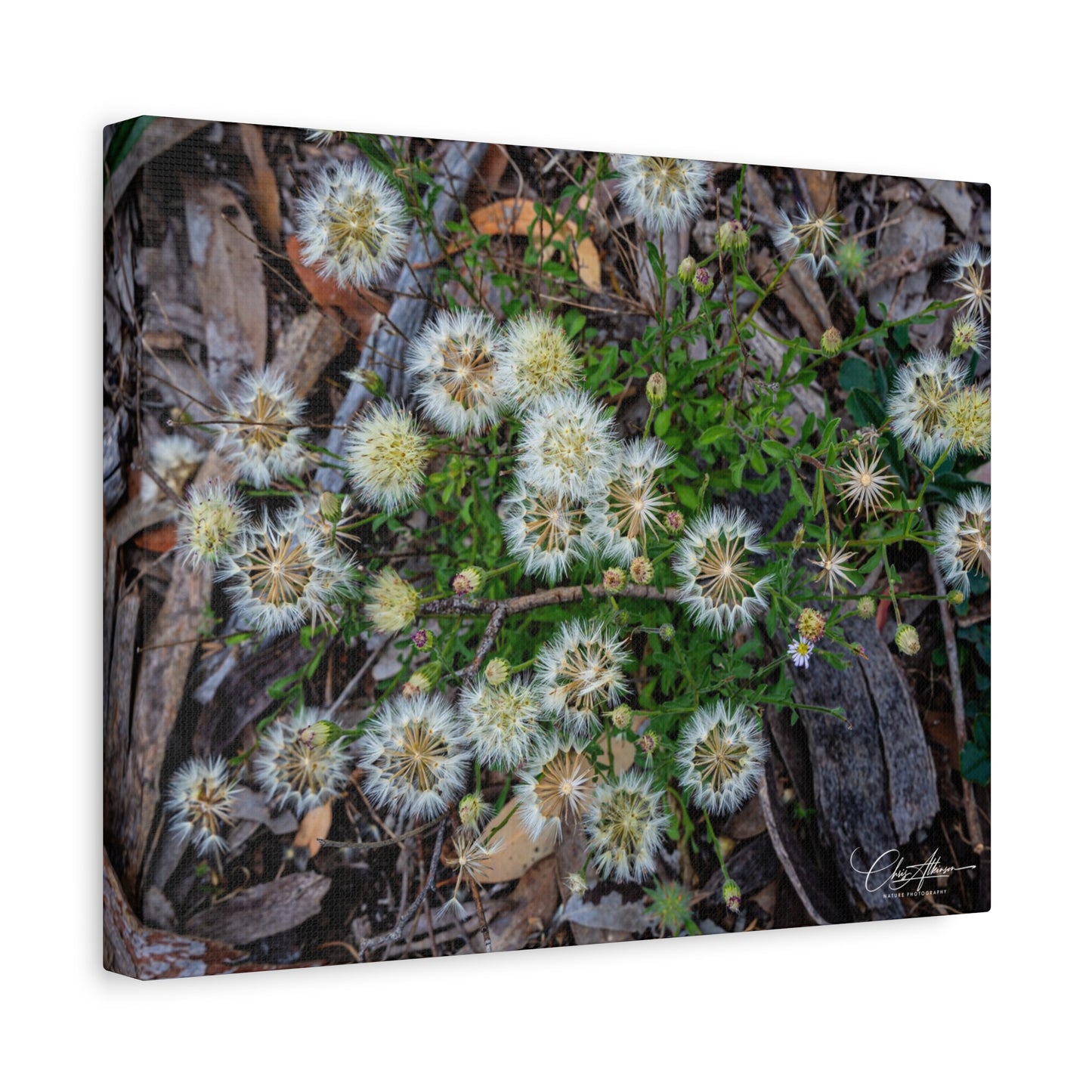 Matte Canvas, Stretched, 1.25" - Australian Wildflowers