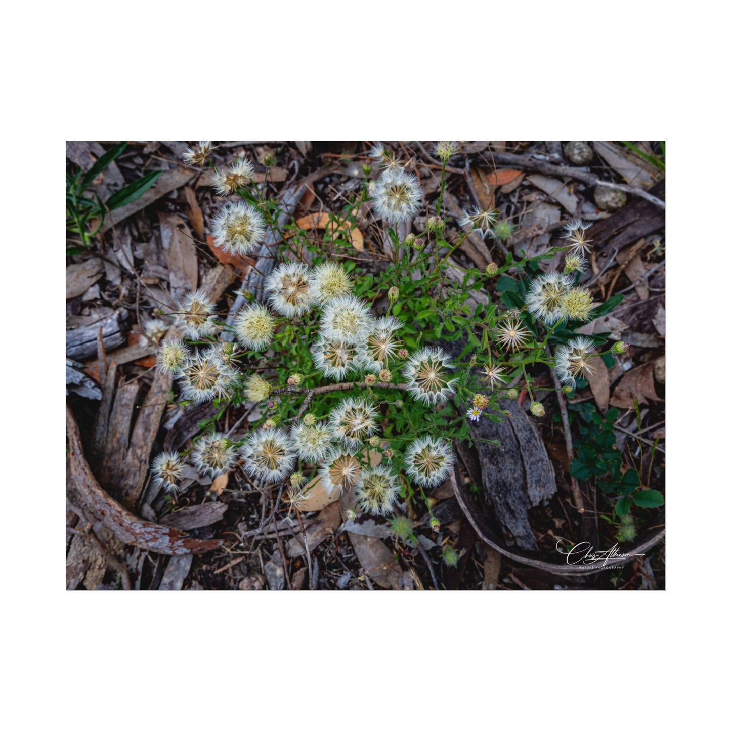 Rolled Posters - Australian Wildflowers