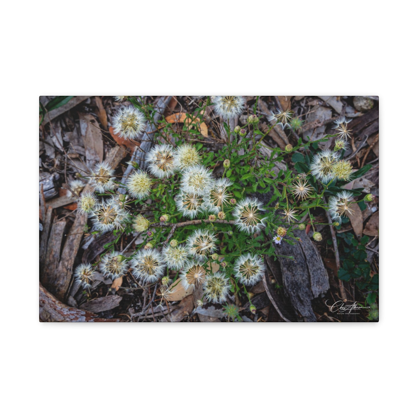 Matte Canvas, Stretched, 1.25" - Australian Wildflowers 18″ x 12″ (Horizontal) 1.25"