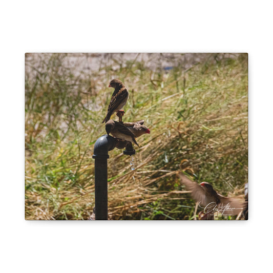 Matte Canvas, Stretched, 1.25" - Birds and Dripping Tap 12" x 9" (Horizontal) 1.25"