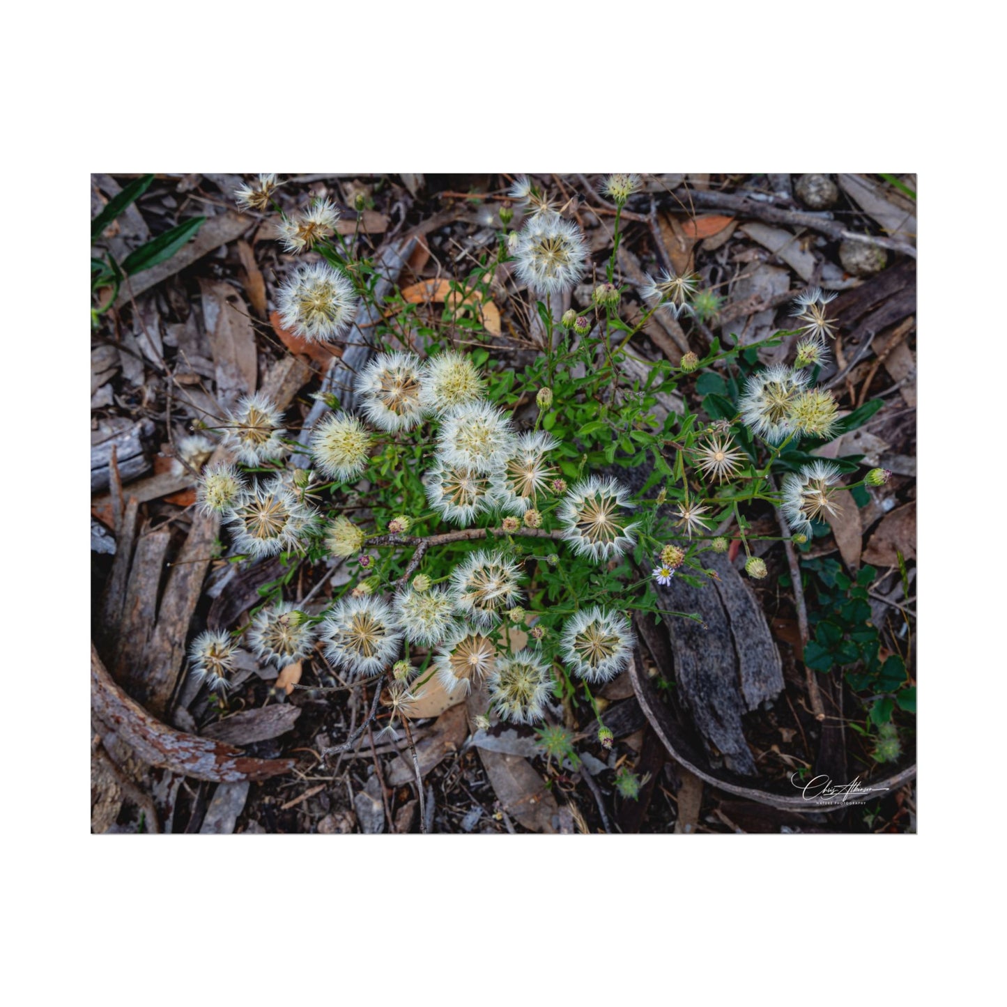Rolled Posters - Australian Wildflowers