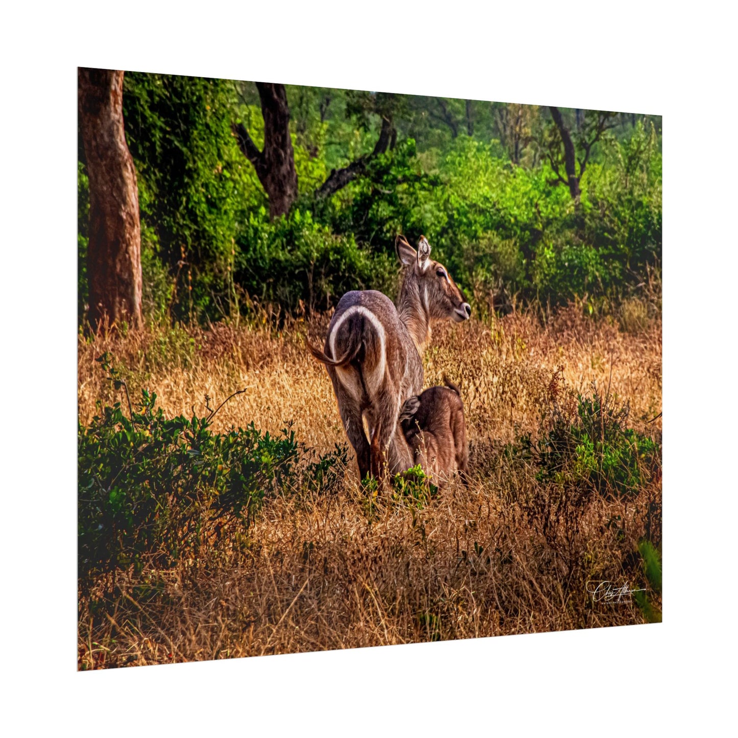 Waterbuck Baby Animal Posters