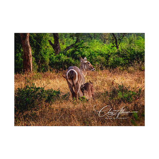 Waterbuck Baby Animal Posters 7" x 5" (Horizontal) Fine Art