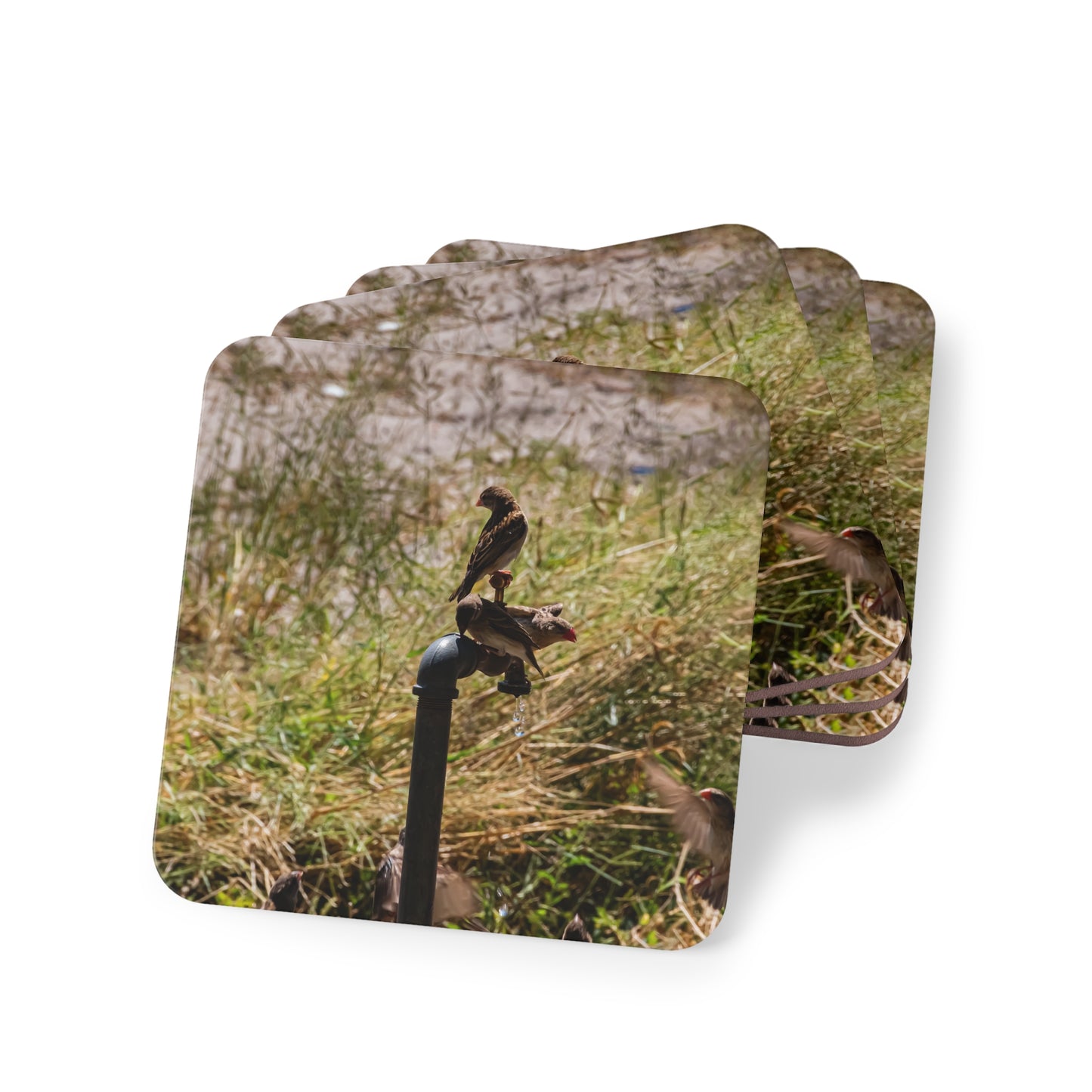 African Birds Coasters Square 3.7" x 3.7" 4pcs