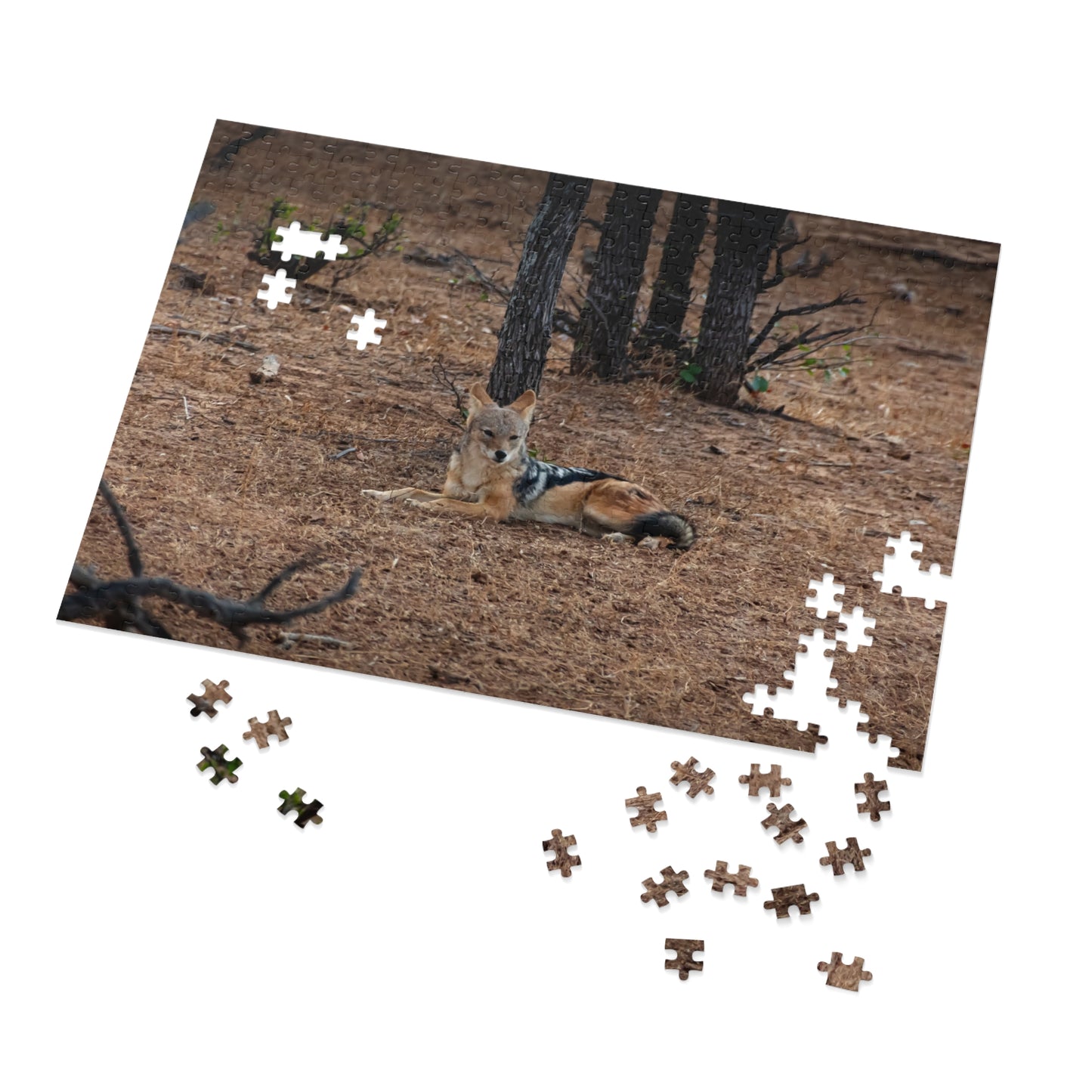Jackal Photo Jigsaw Puzzle with Tin