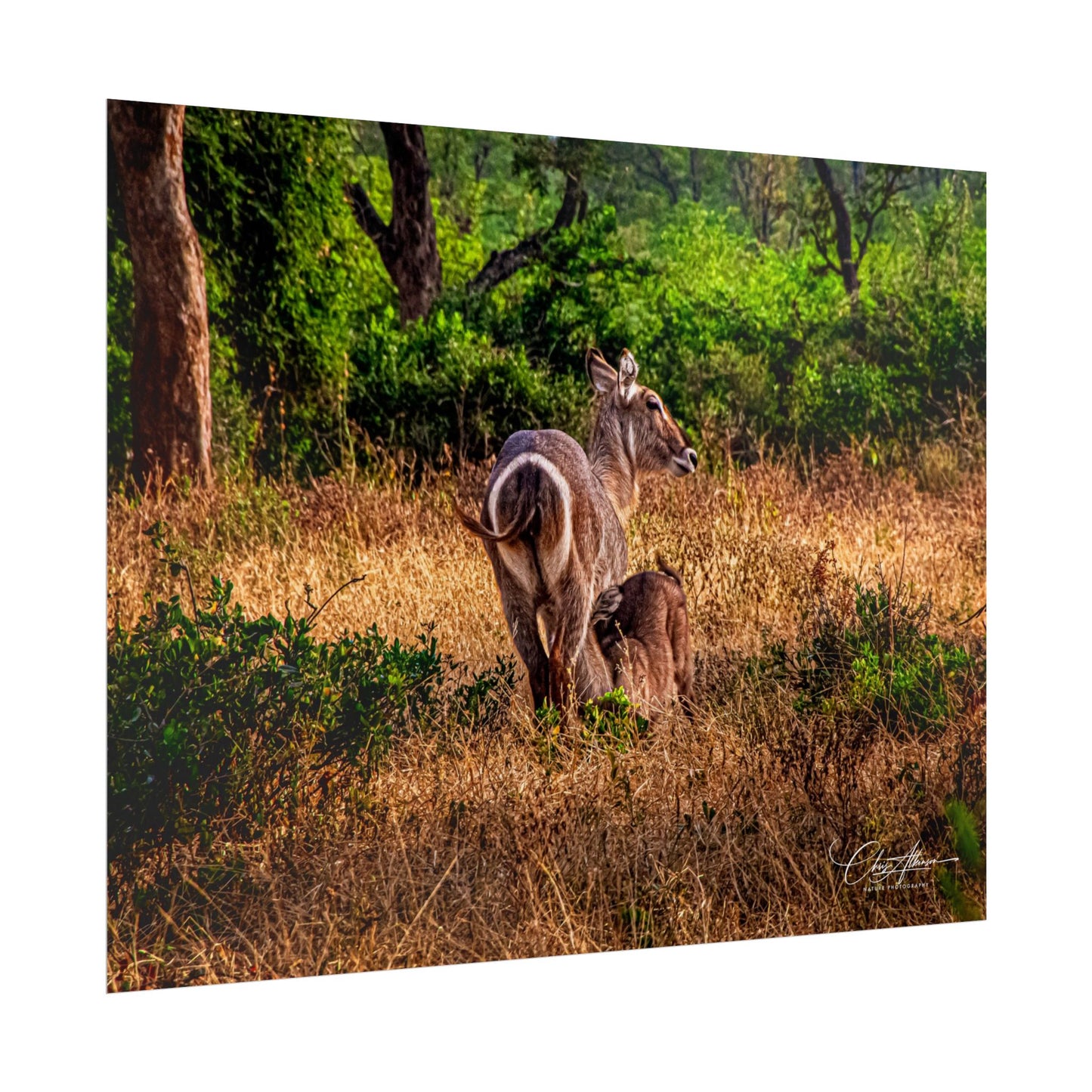 Waterbuck Baby Animal Posters