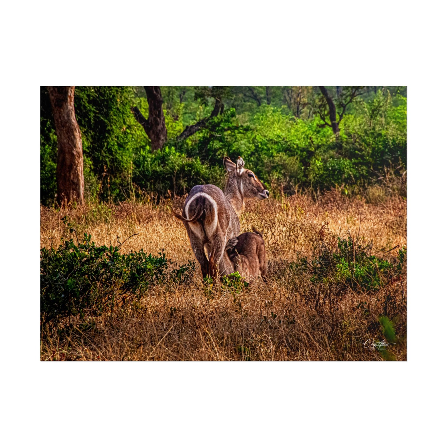Waterbuck Baby Animal Posters