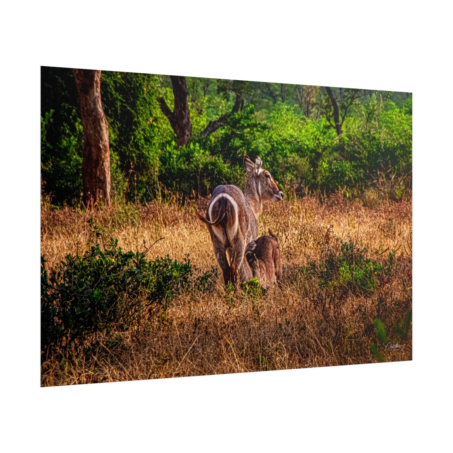 Waterbuck Baby Animal Posters