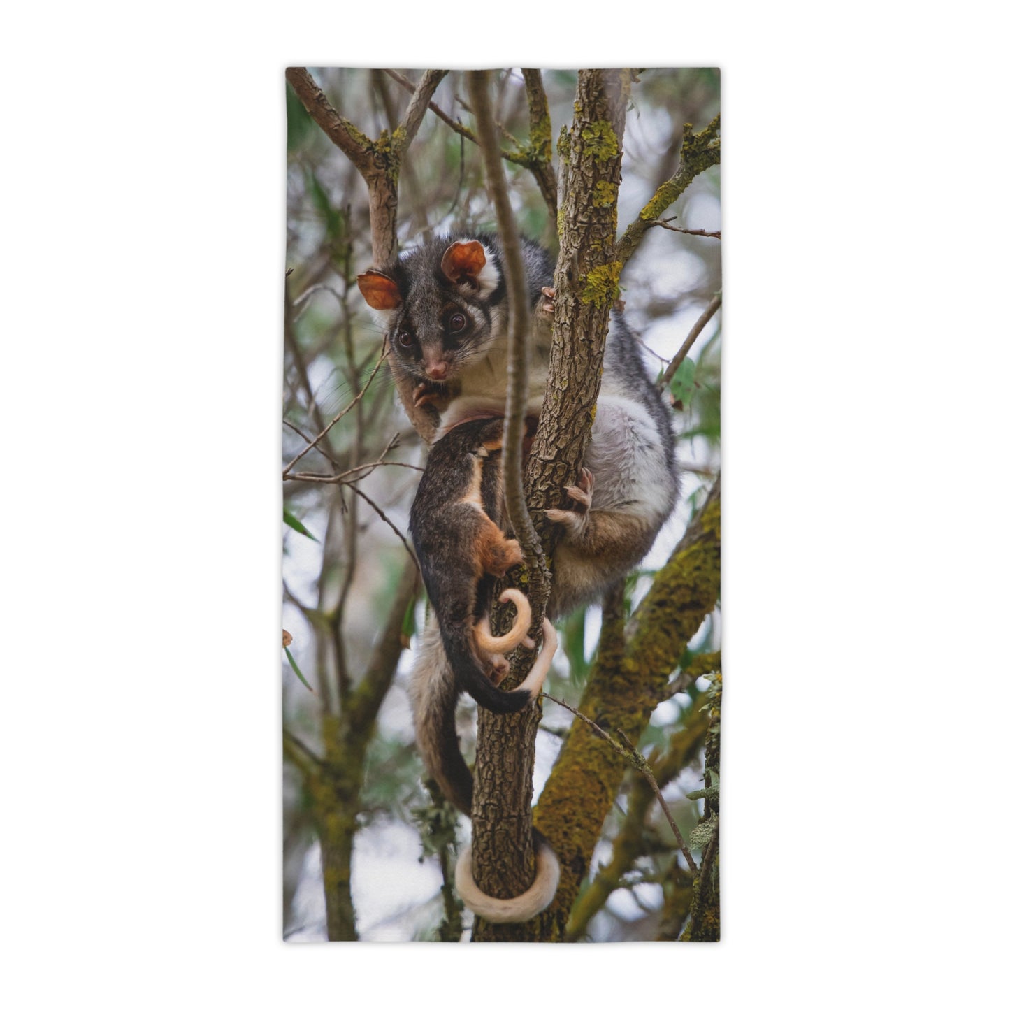 Ring-tailed Possum Beach Towels 30" × 60"