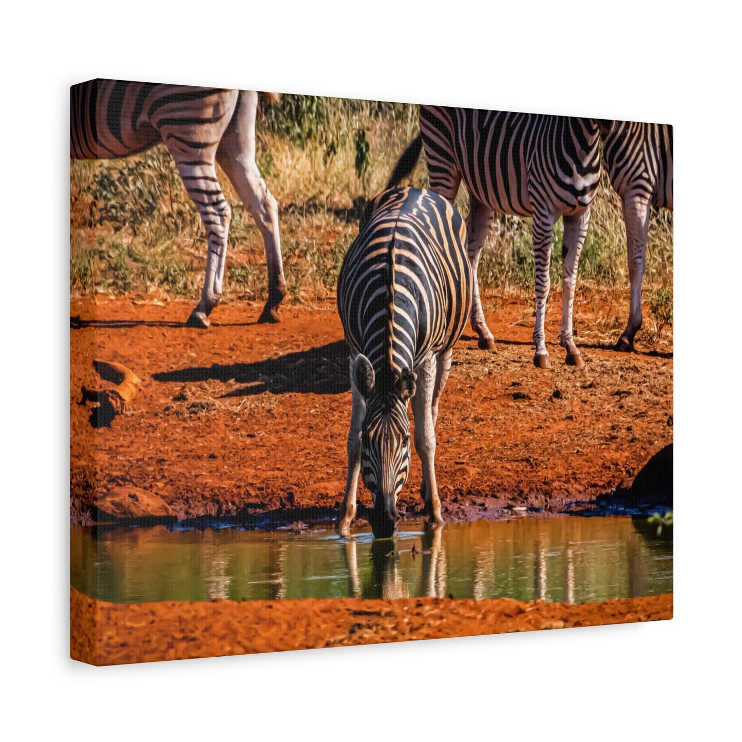 Zebra Nature Print Canvas Print