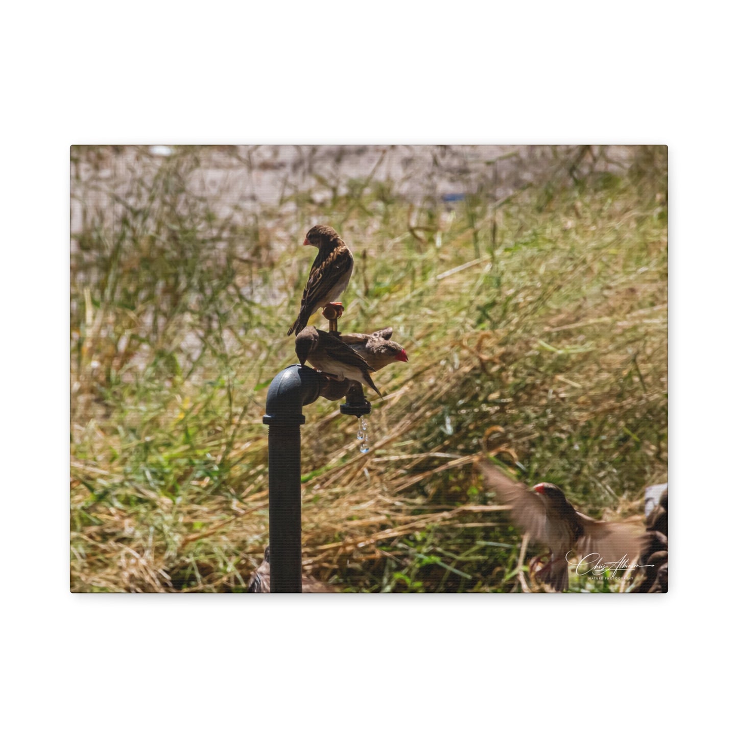Matte Canvas, Stretched, 1.25" - Birds and Dripping Tap 16″ x 12″ (Horizontal) 1.25"