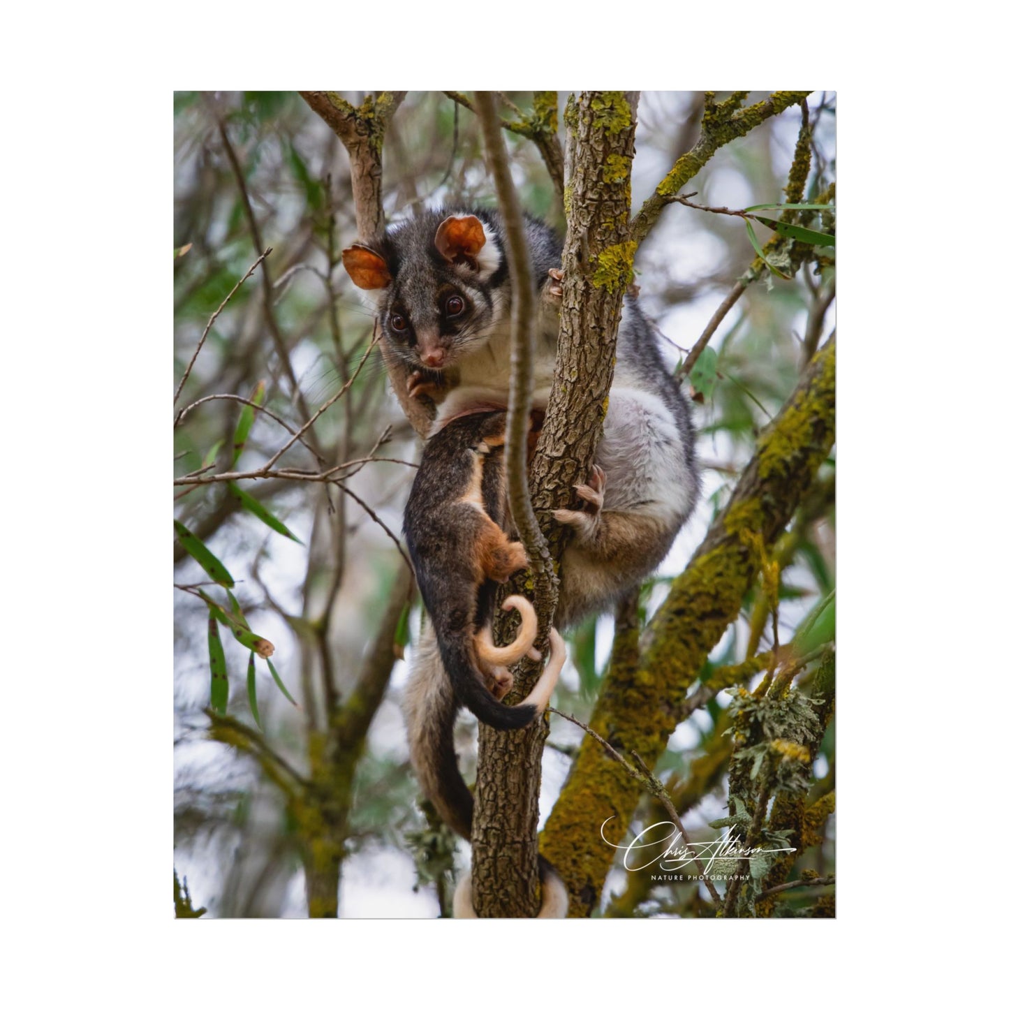 Rolled Posters - Possum and Joey 8″ x 10″ (Vertical) Fine Art