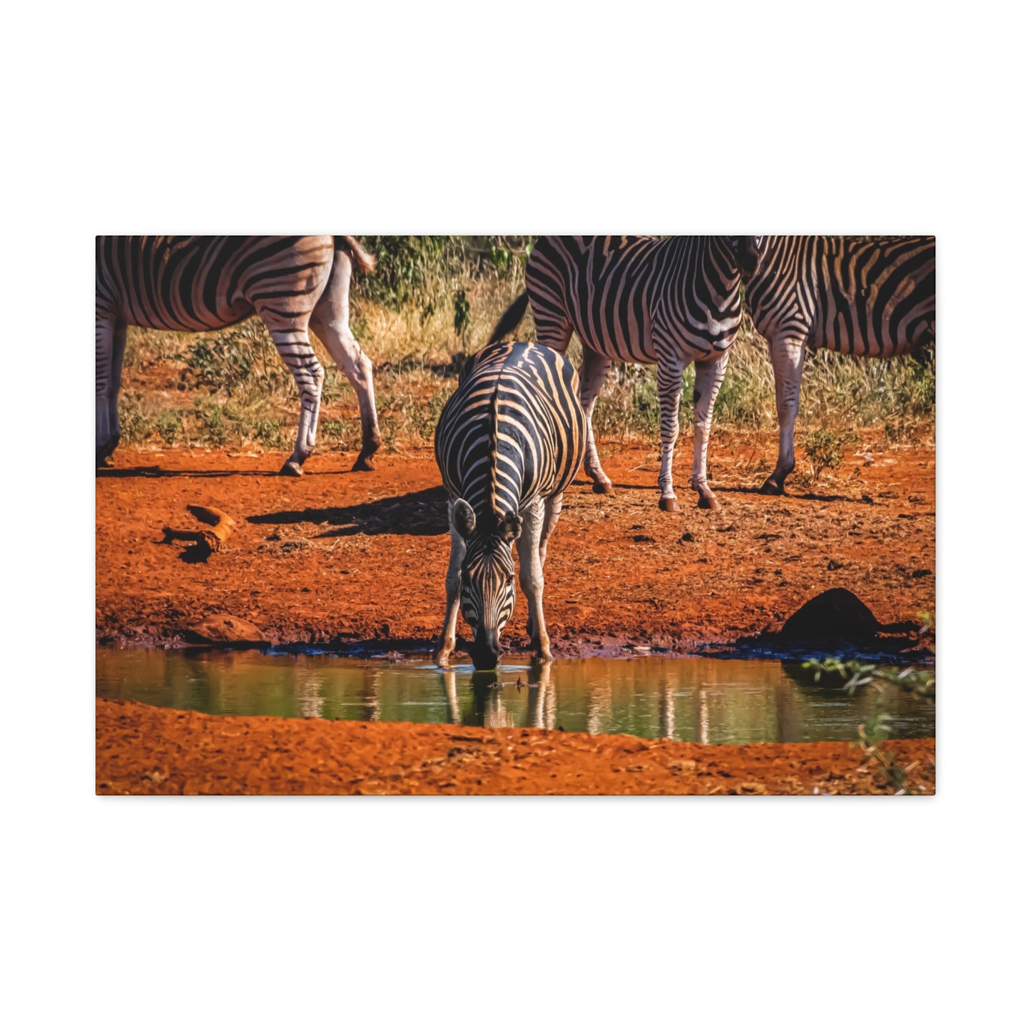 Zebra Nature Print Canvas Print 30″ x 20″ (Horizontal) 1.25"