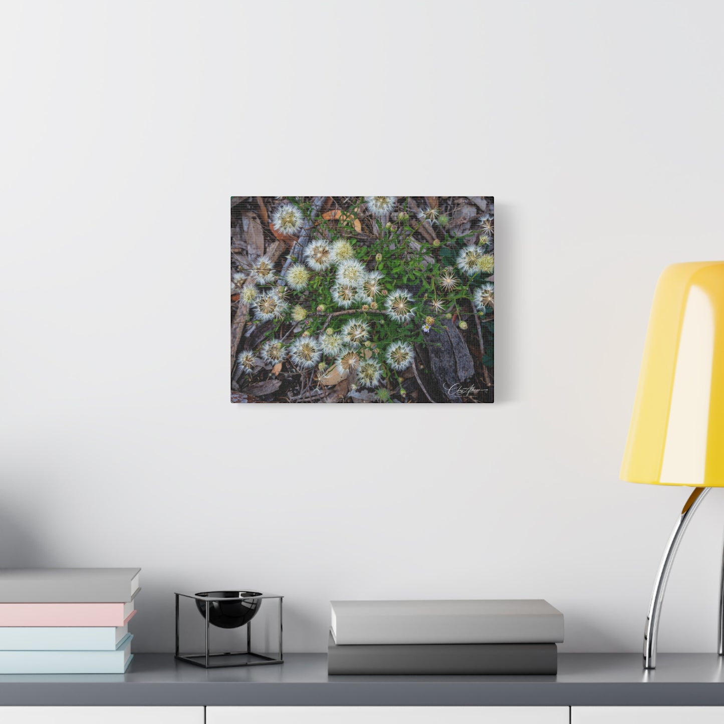 Matte Canvas, Stretched, 1.25" - Australian Wildflowers