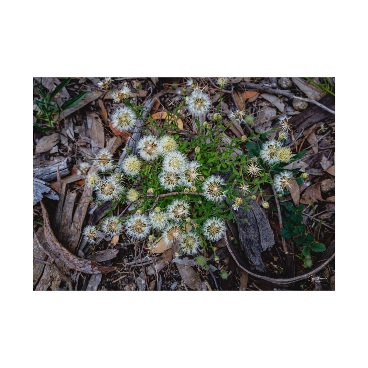 Rolled Posters - Australian Wildflowers