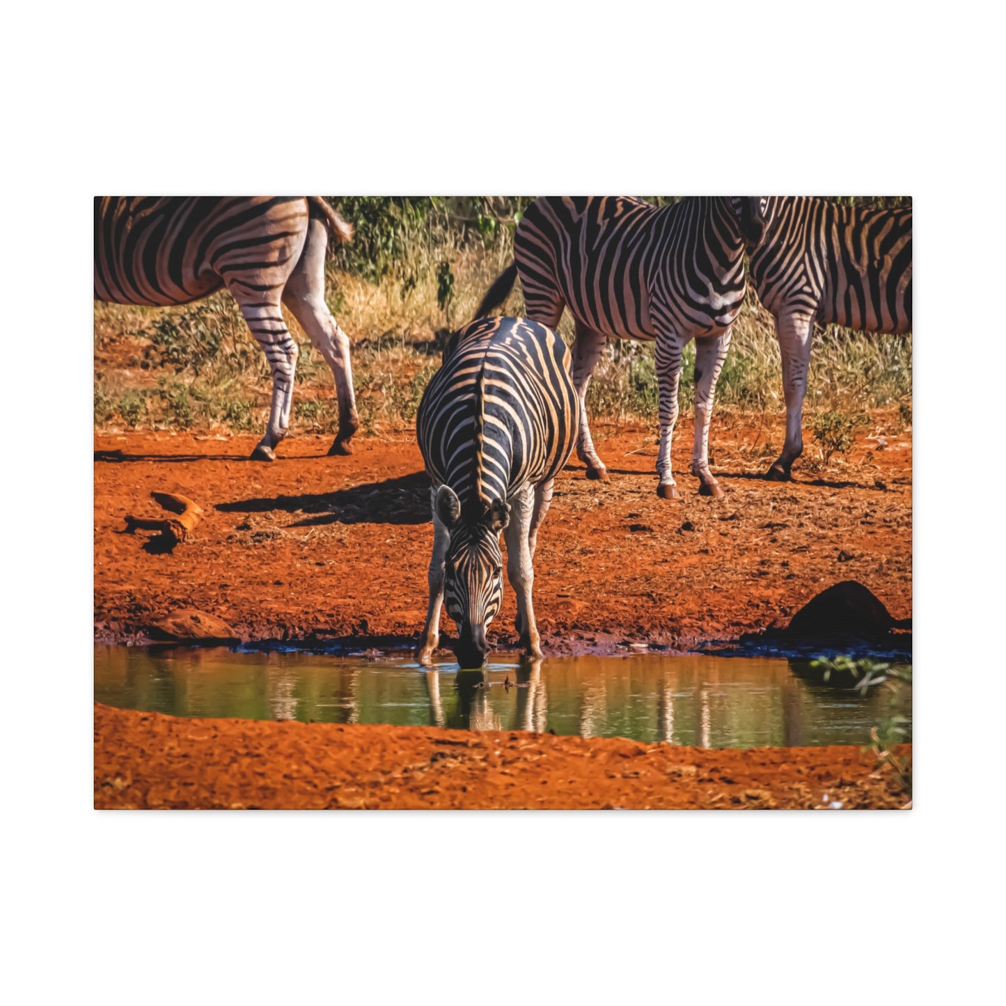 Zebra Nature Print Canvas Print 32" x 24" (Horizontal) 1.25"