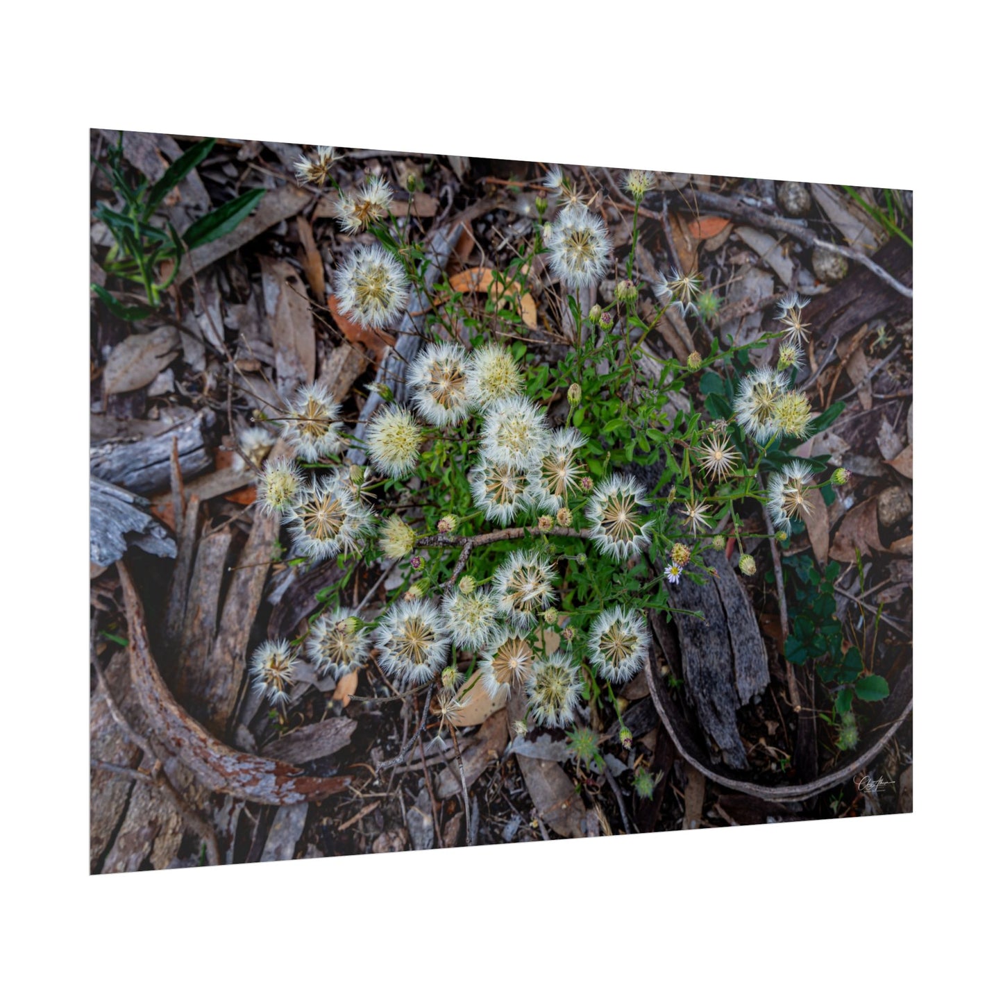 Rolled Posters - Australian Wildflowers