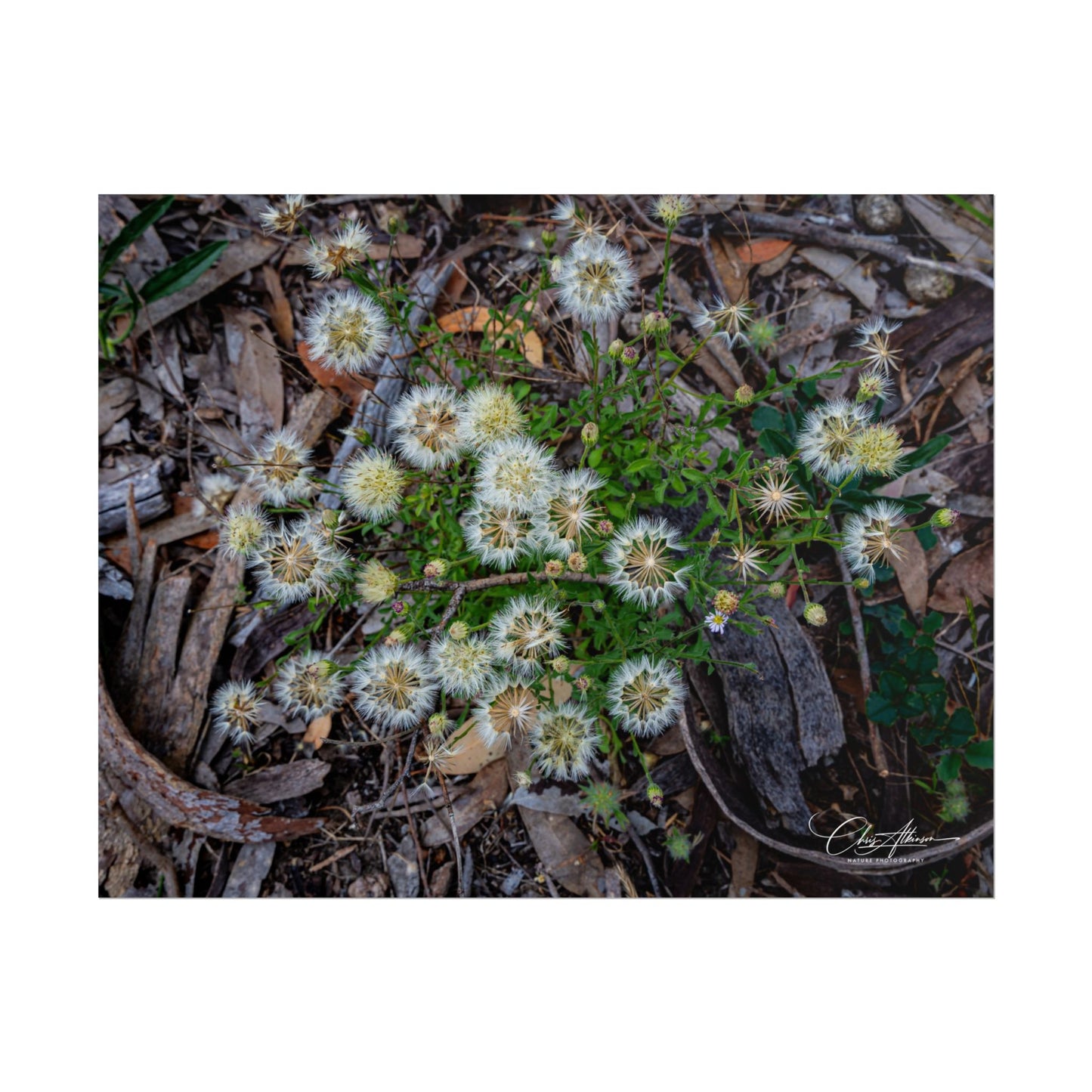 Rolled Posters - Australian Wildflowers