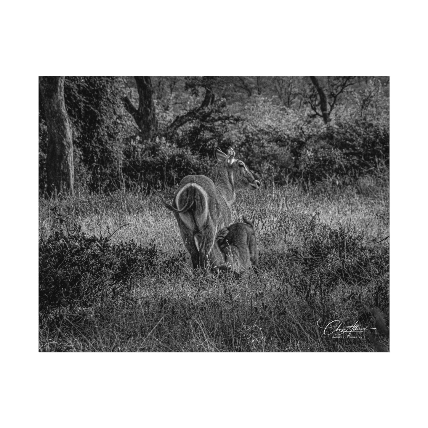Waterbuck Baby Animal Posters B&W