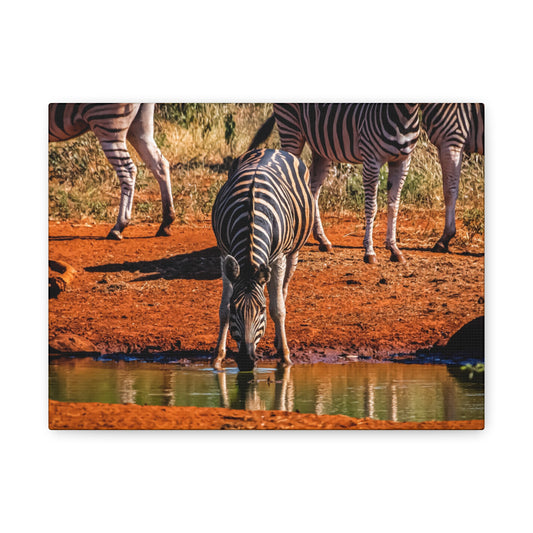 Zebra Nature Print Canvas Print 12" x 9" (Horizontal) 1.25"