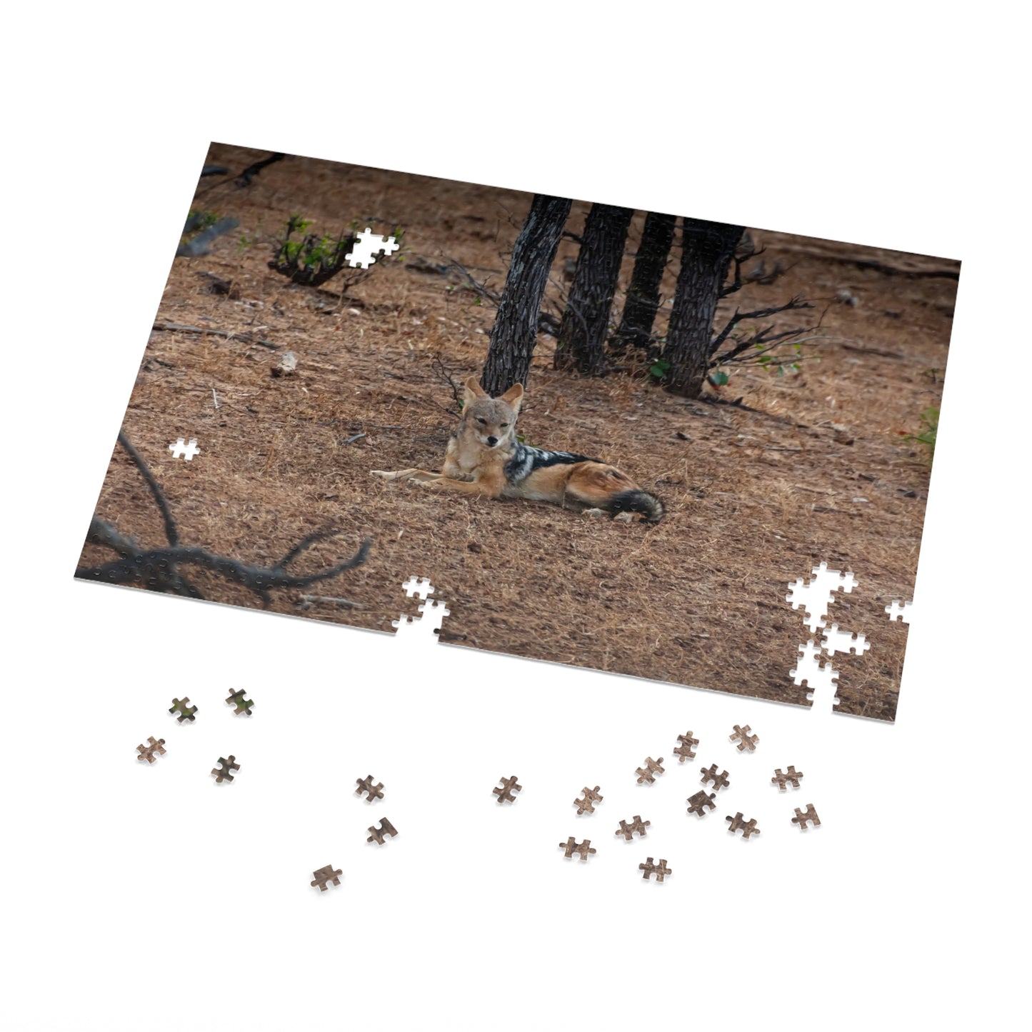 Jackal Photo Jigsaw Puzzle with Tin