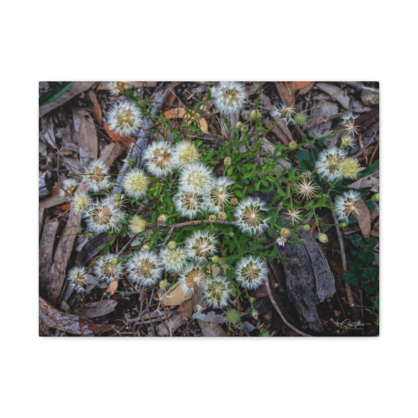 Matte Canvas, Stretched, 1.25" - Australian Wildflowers 24″ x 18″ (Horizontal) 1.25"
