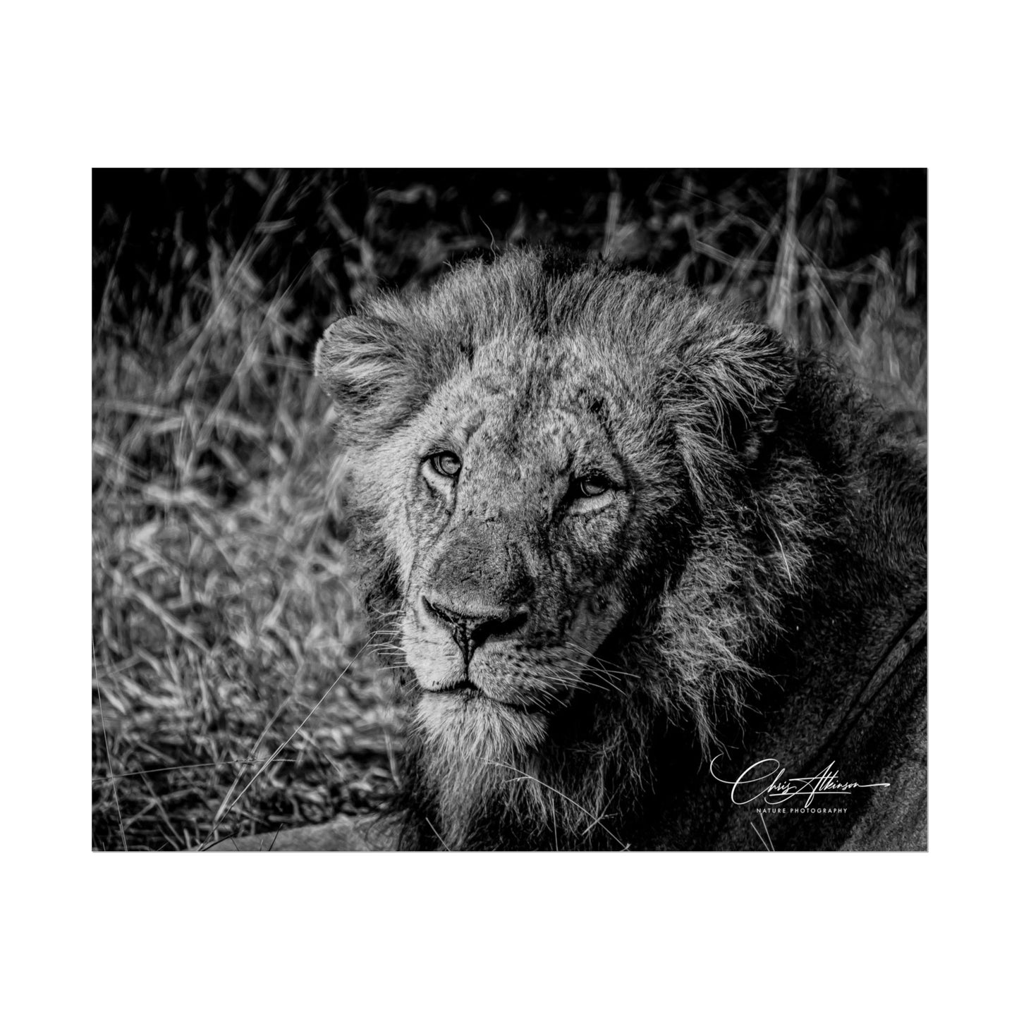 Rolled Posters - Old Lion B&W