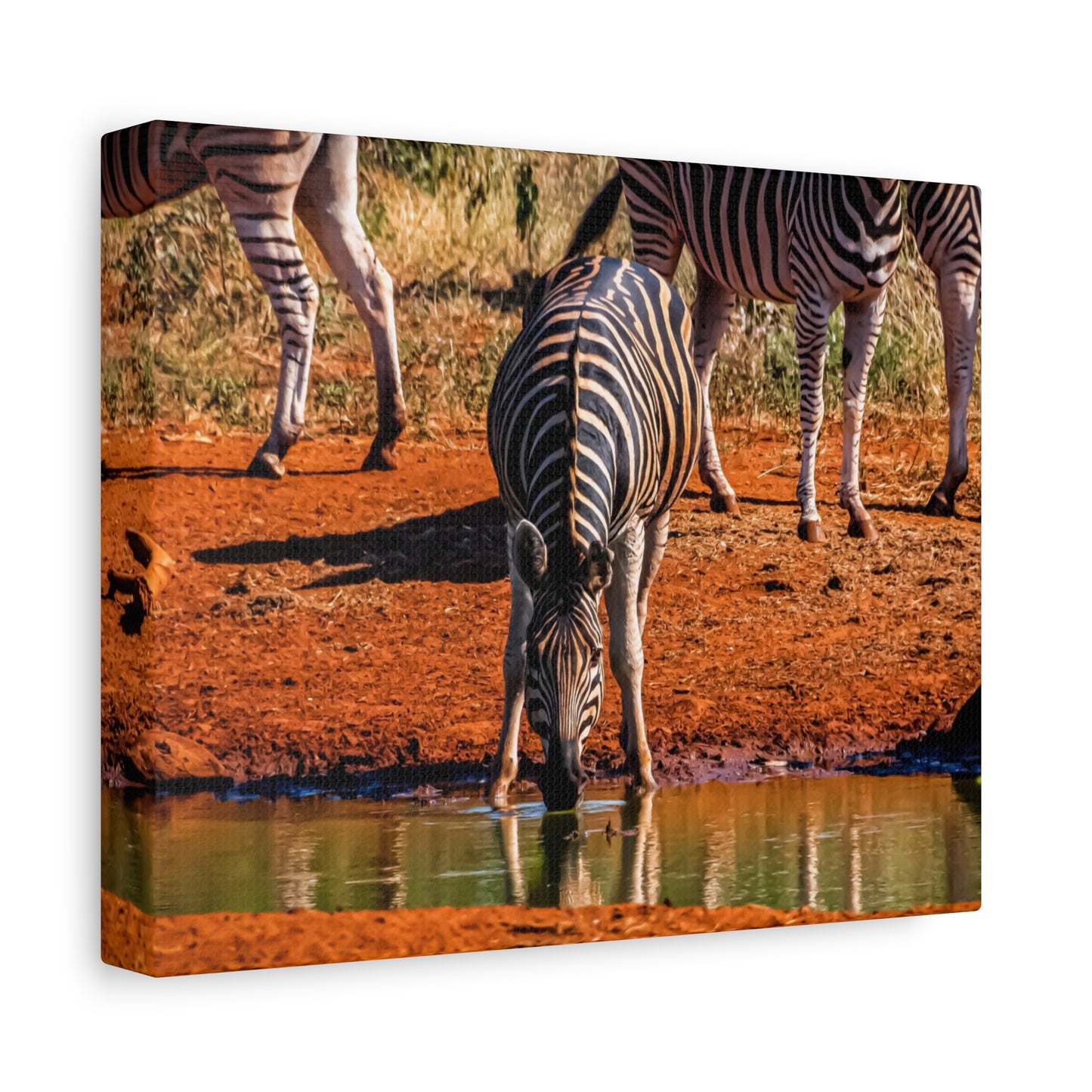 Zebra Nature Print Canvas Print