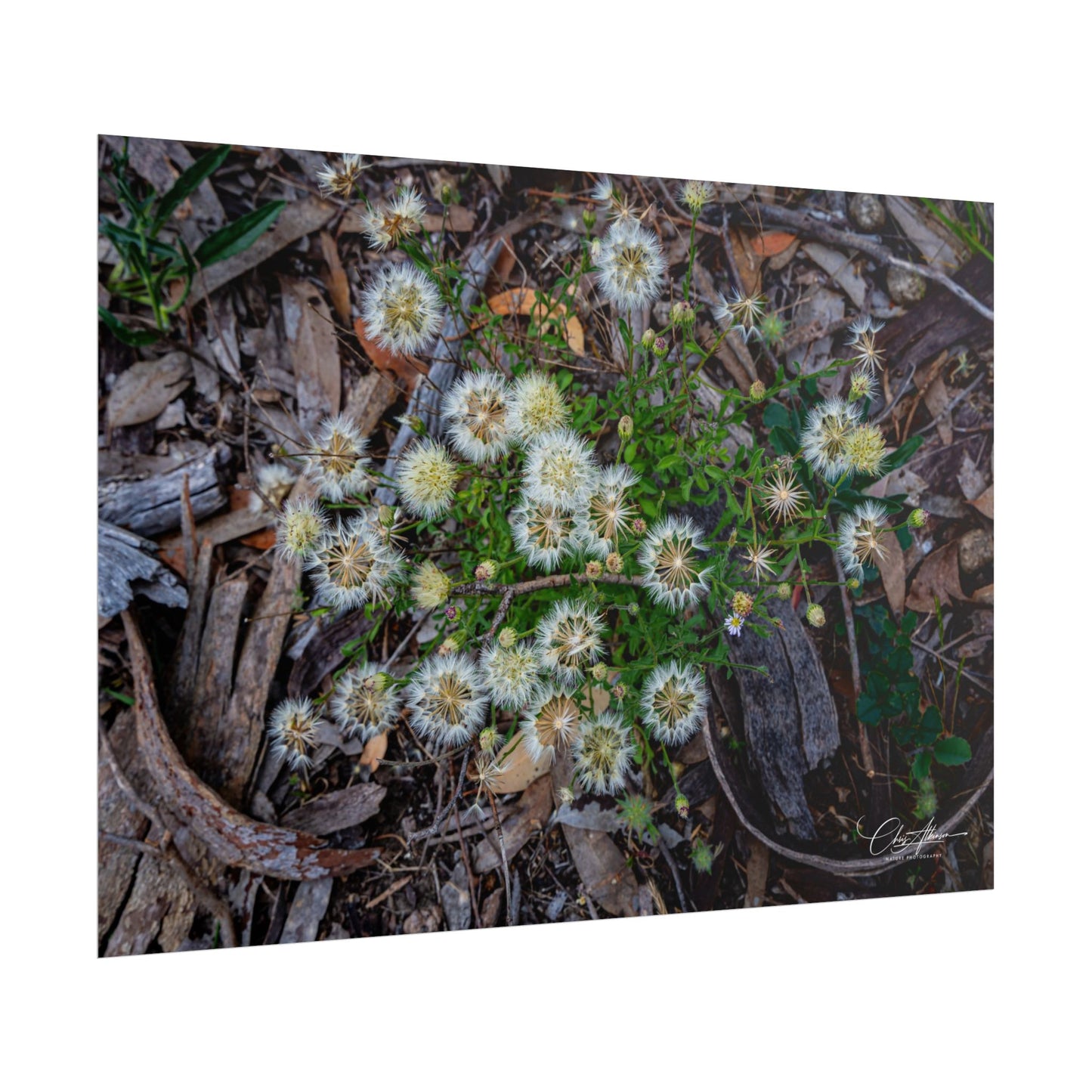 Rolled Posters - Australian Wildflowers