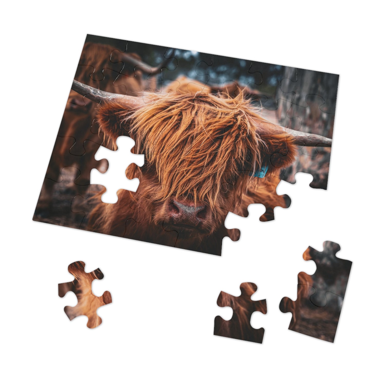 Scottish Highland Cattle Puzzle with Tin